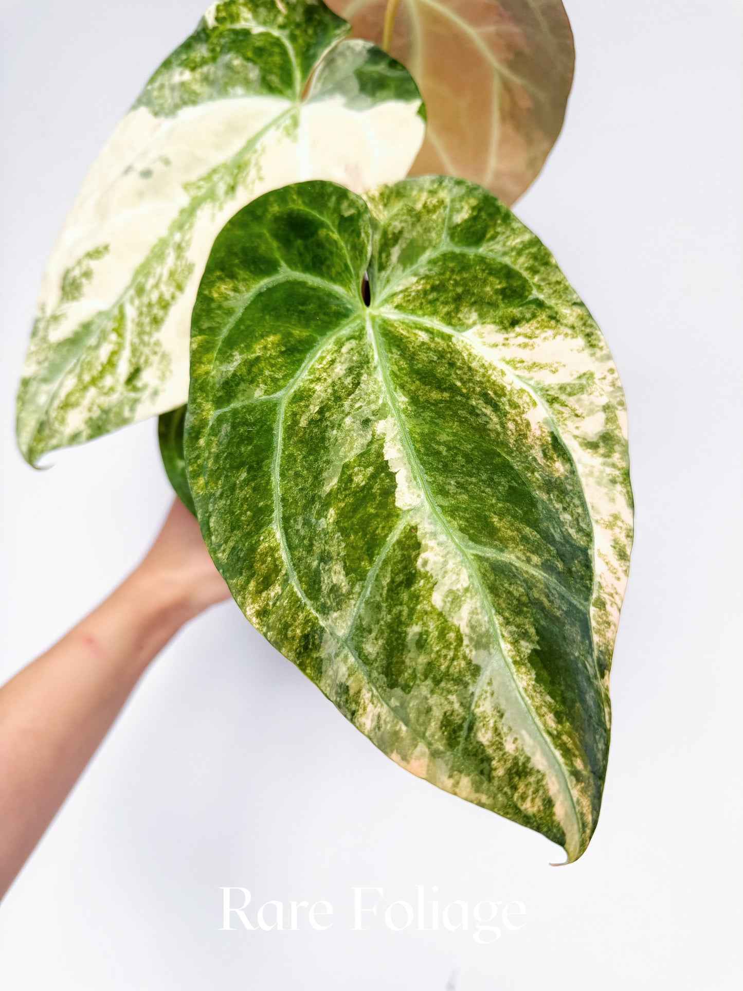 Anthurium Golden Sunrise x SOJ Red Vein Variegated 6” Exact Plant