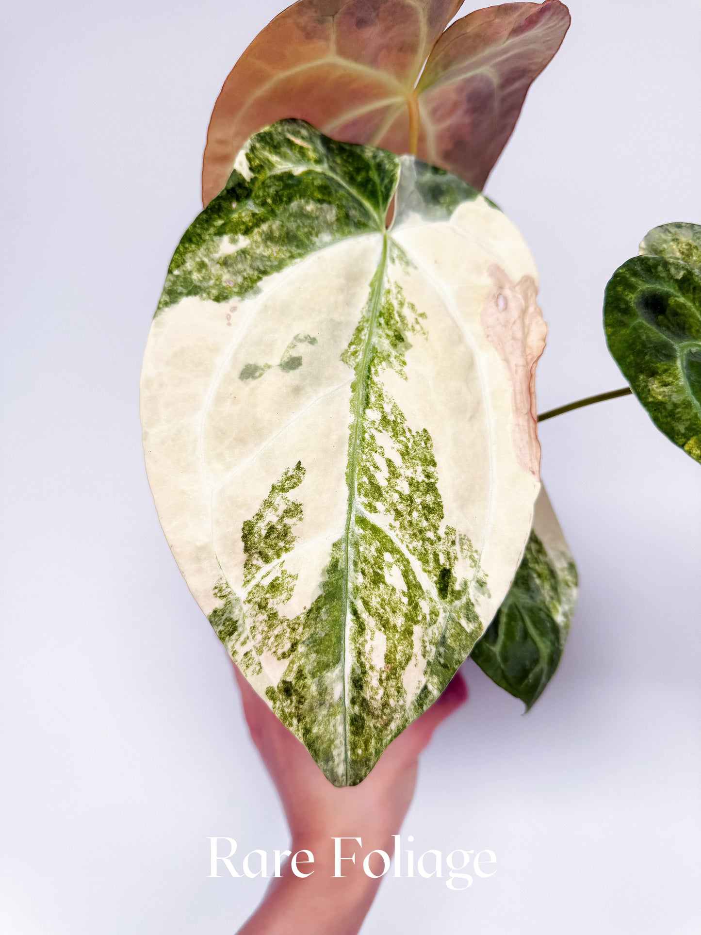 Anthurium Golden Sunrise x SOJ Red Vein Variegated 6” Exact Plant