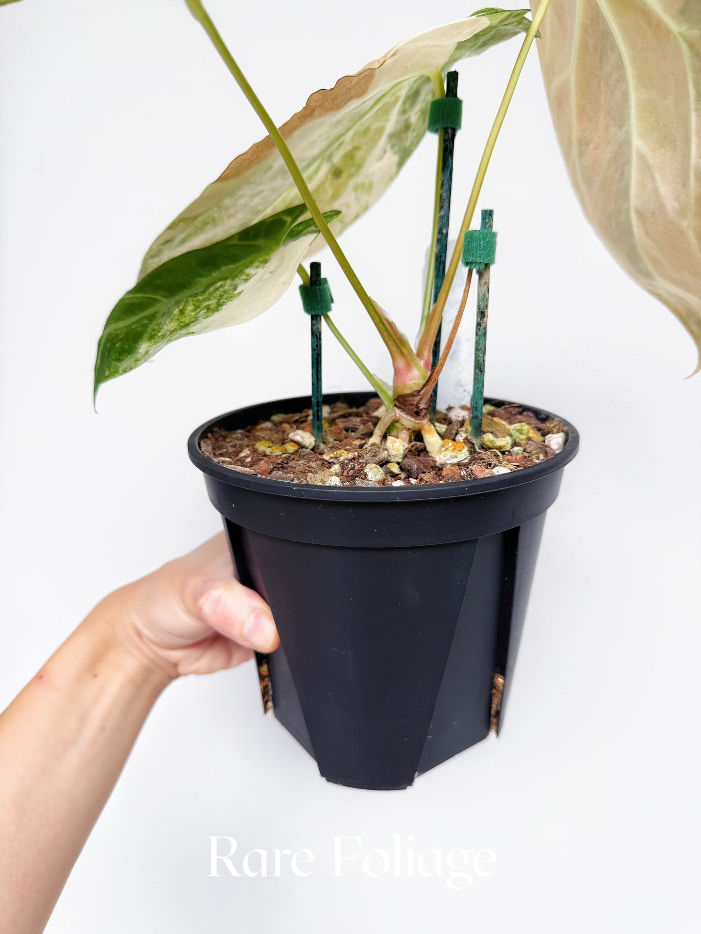 Anthurium Golden Sunrise x SOJ Red Vein Variegated 6” Exact Plant