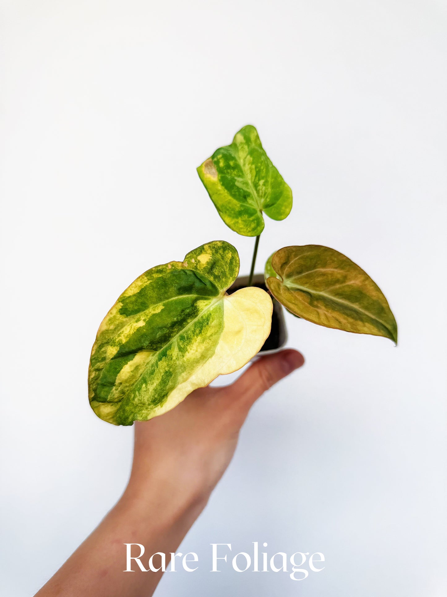 Variegated Anthurium Guna x Papillilaminum x AOS Tezula 2" Exact Plant