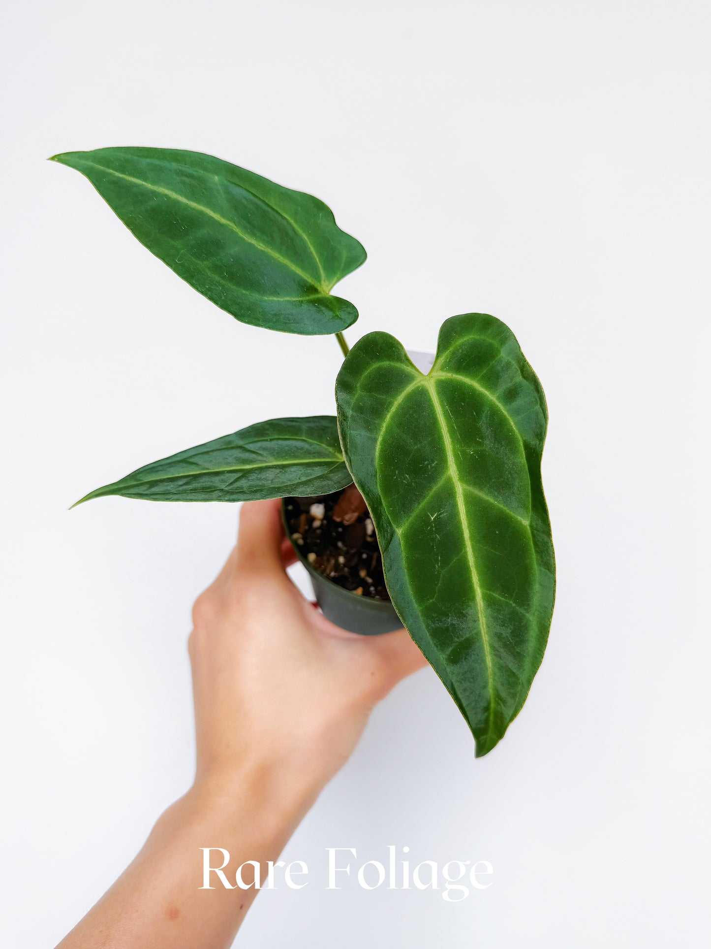 Anthurium Hoffmanii x Black Beauty 4"
