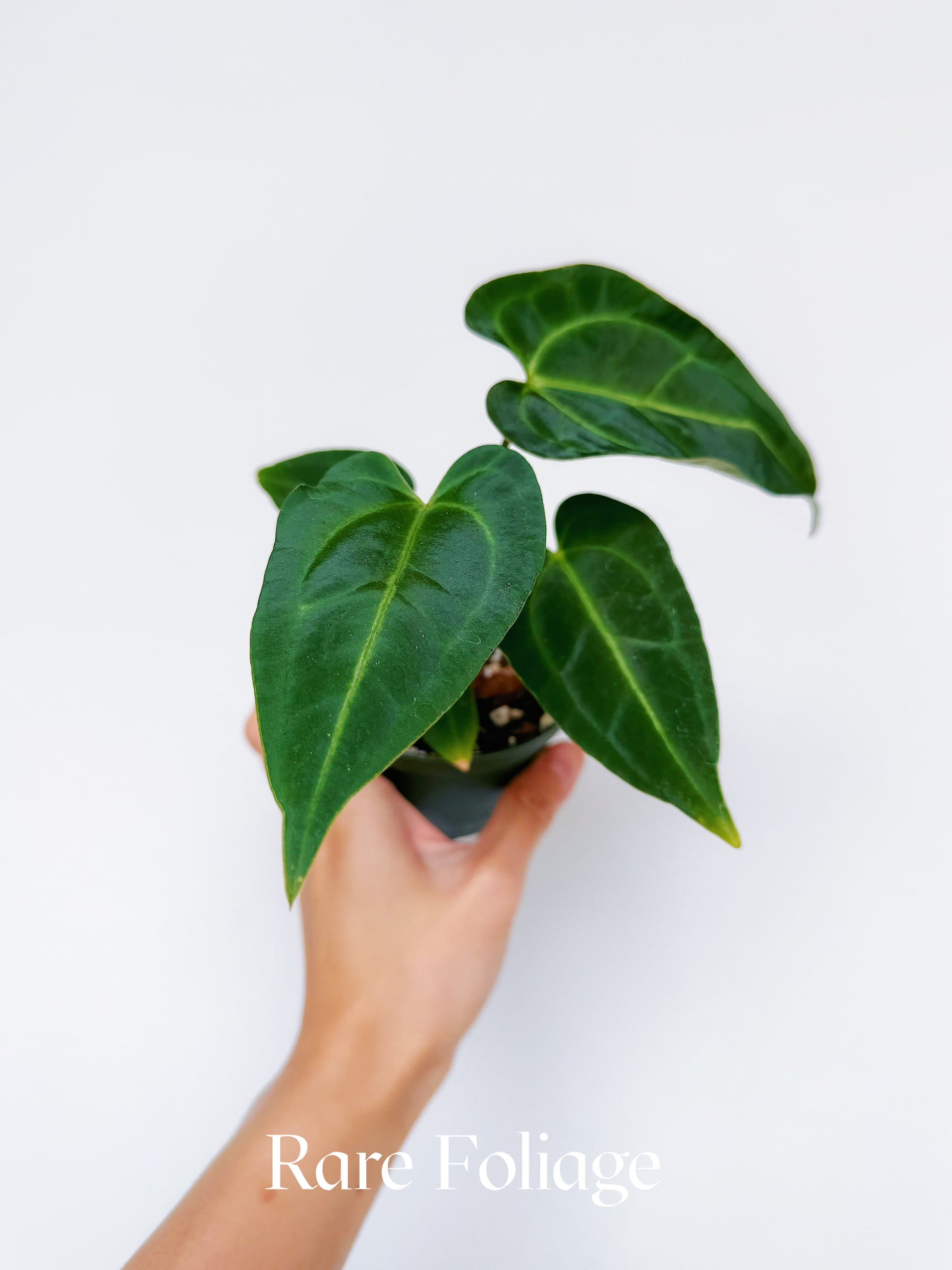 Anthurium Hoffmanii x Black Beauty 4"