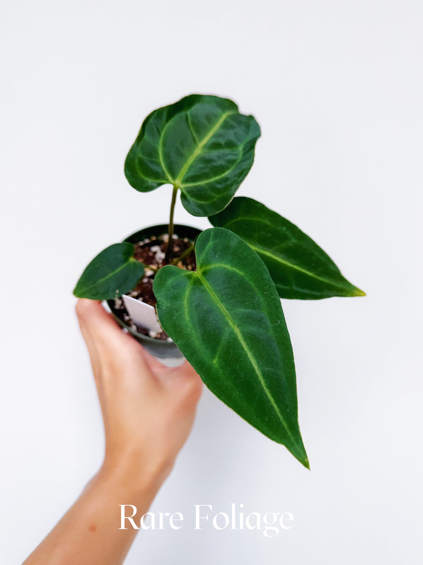 Anthurium Hoffmanii x Black Beauty 4"