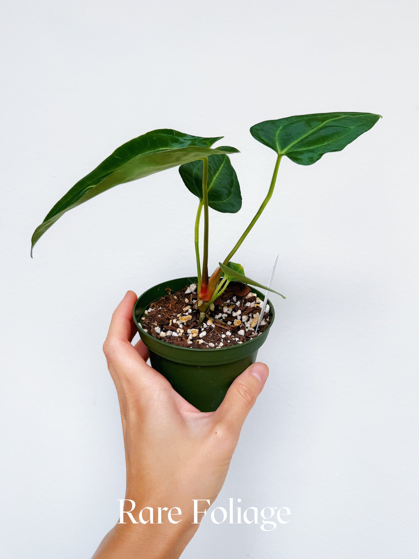 Anthurium Hoffmanii x Black Beauty 4"