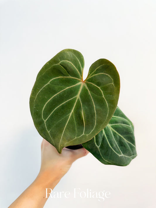 Anthurium King of Spades 4”