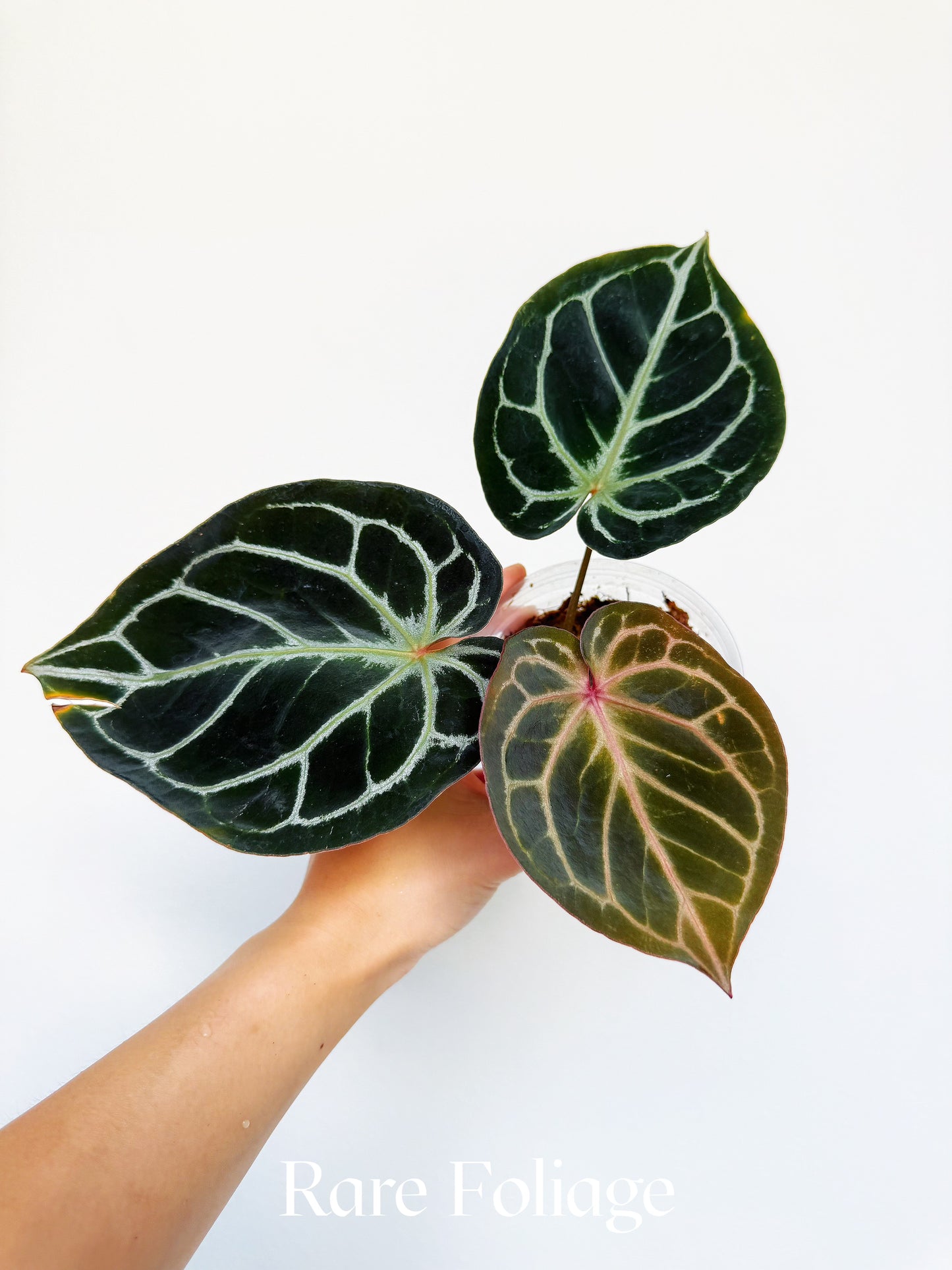 Anthurium KOS x Red Crystallinum 4” Exact Plant