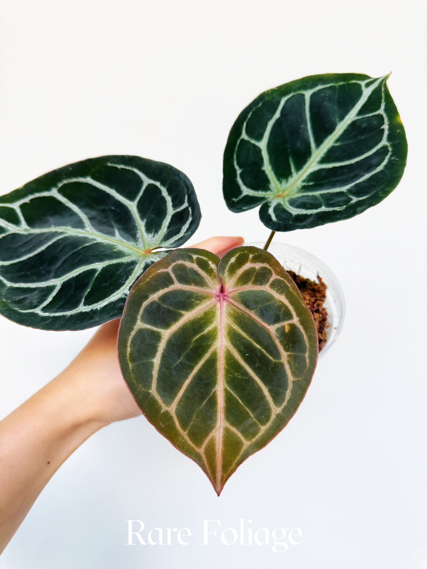 Anthurium KOS x Red Crystallinum 4” Exact Plant