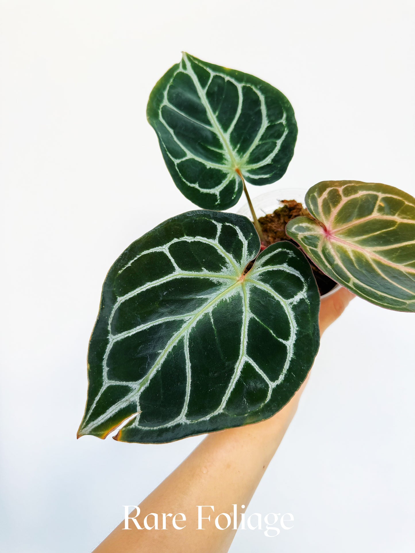 Anthurium KOS x Red Crystallinum 4” Exact Plant