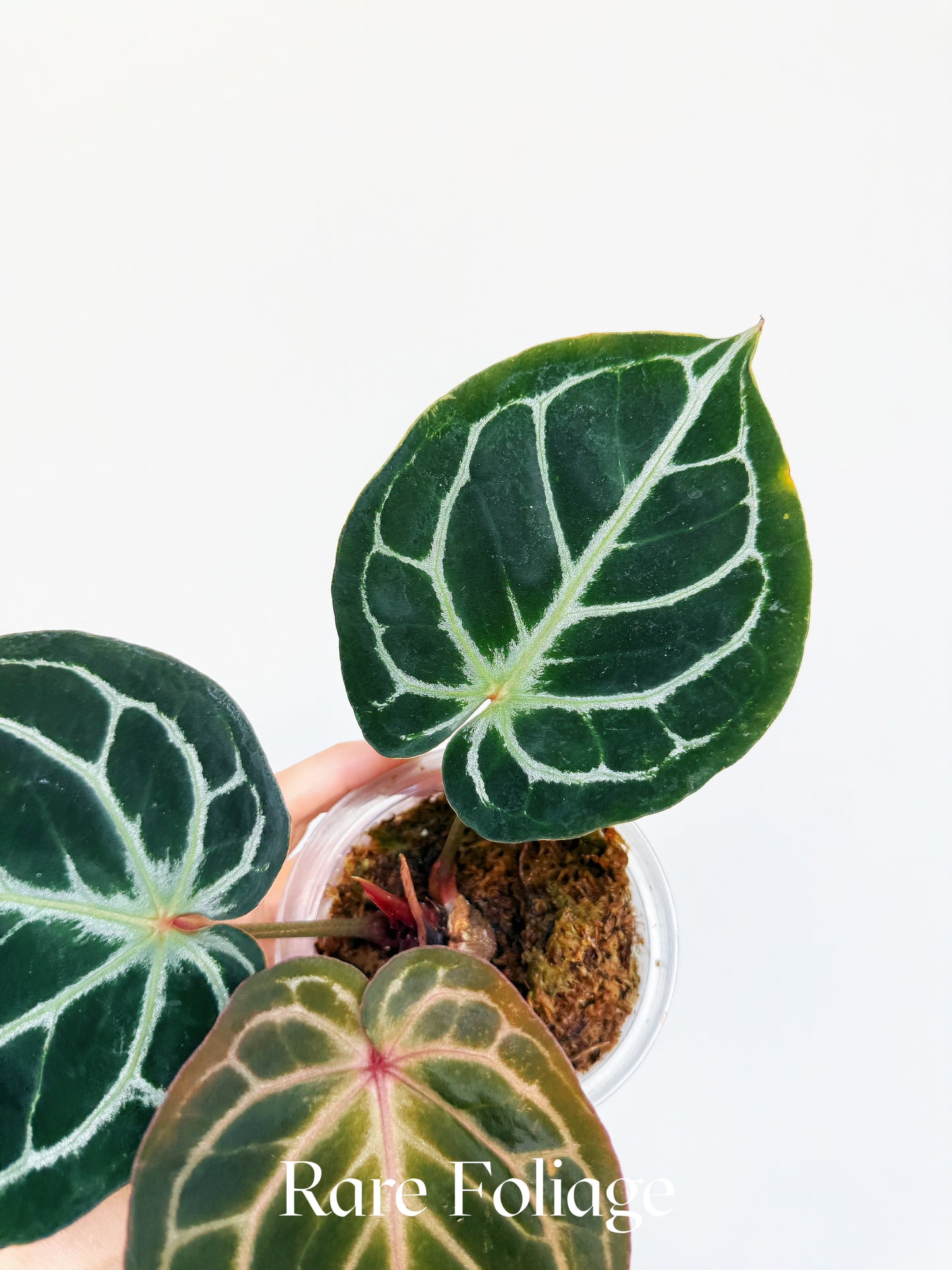 Anthurium KOS x Red Crystallinum 4” Exact Plant