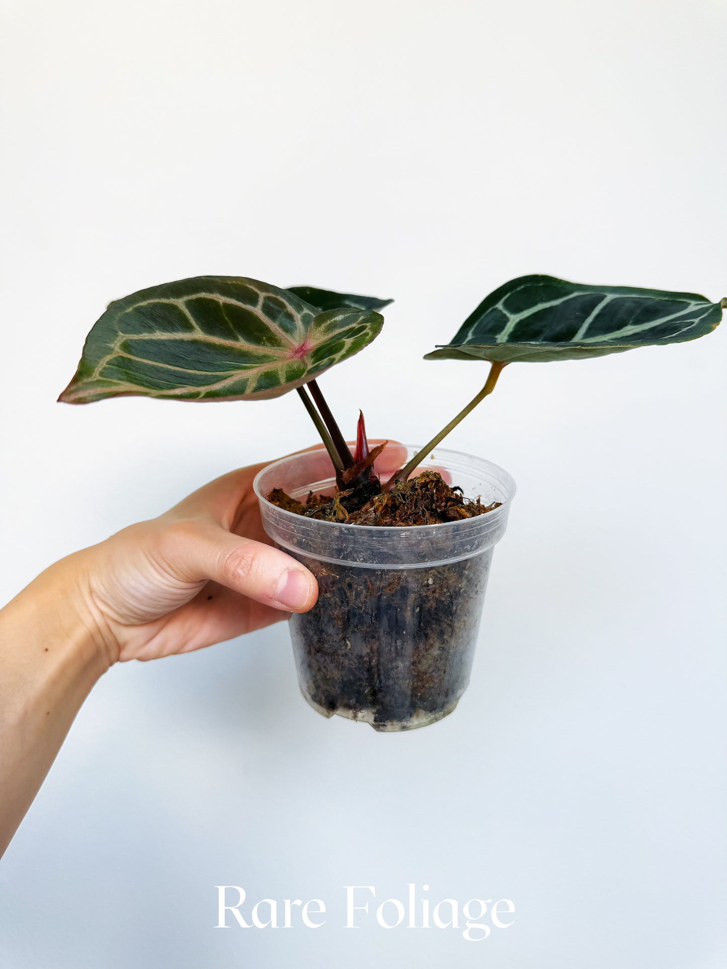 Anthurium KOS x Red Crystallinum 4” Exact Plant