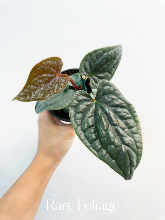 Anthurium Luxurians Platinum 4”