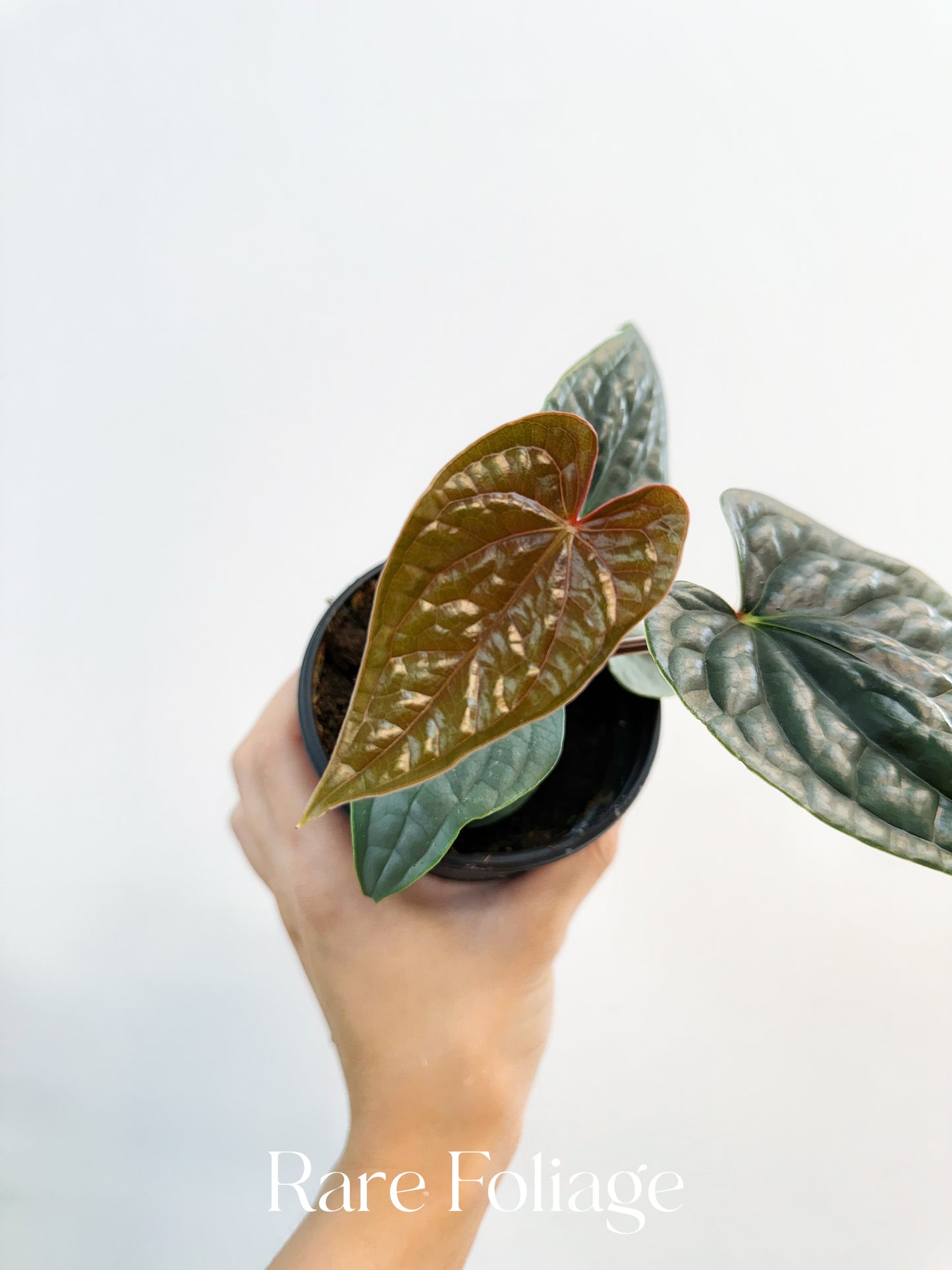 Anthurium Luxurians Platinum 4”