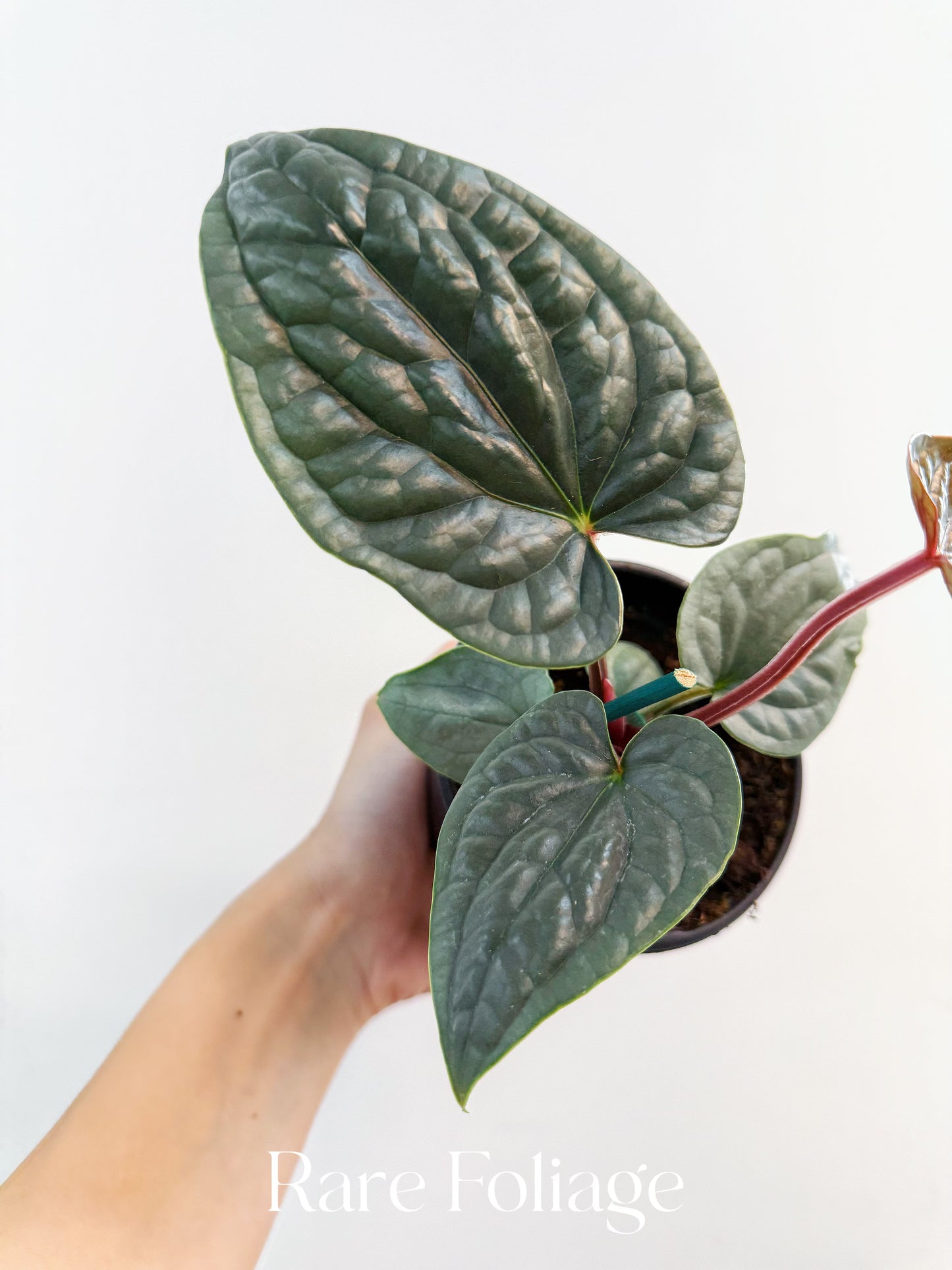 Anthurium Luxurians Platinum 4”