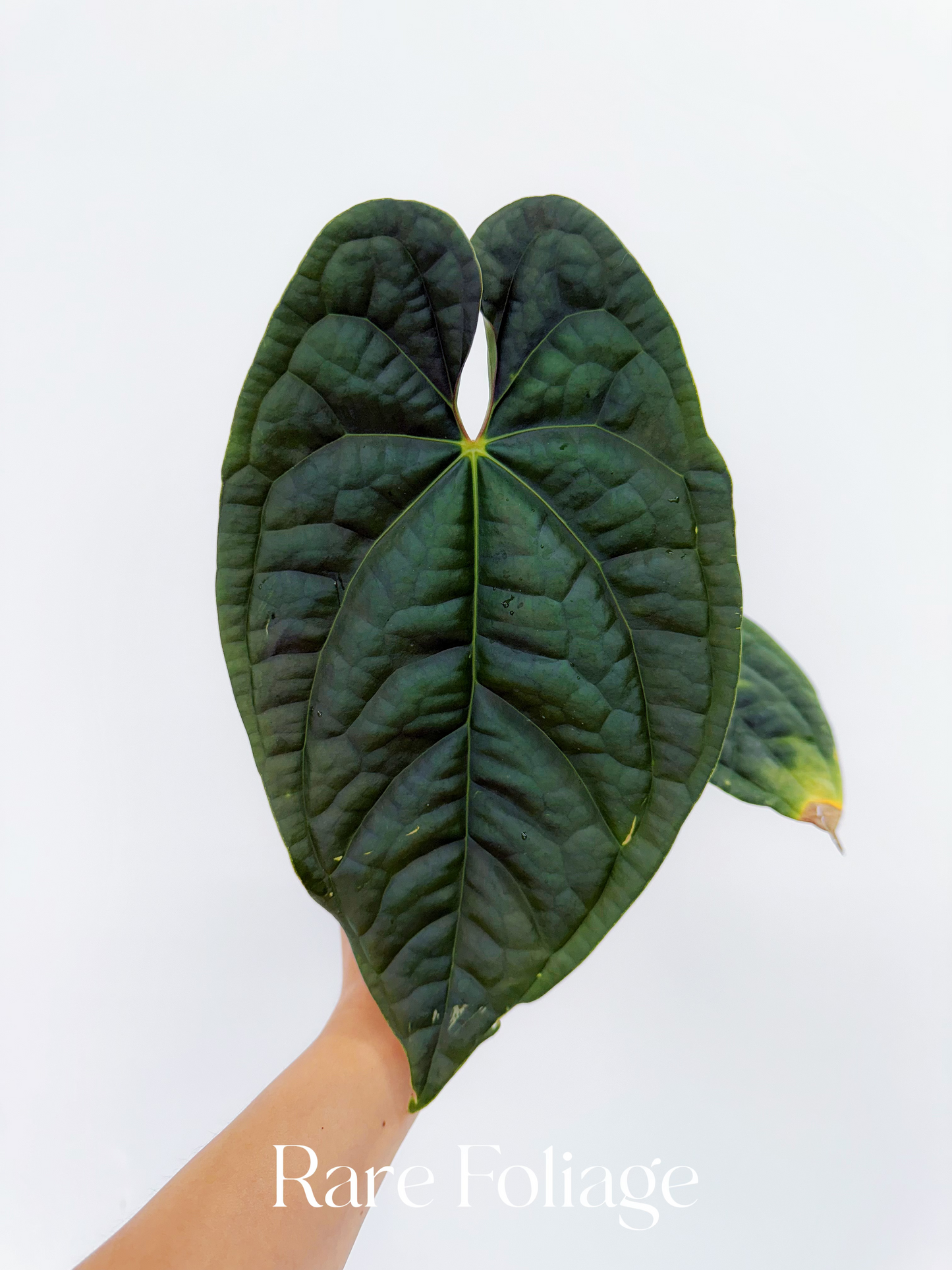 Anthurium Luxurians x Besseae 4”