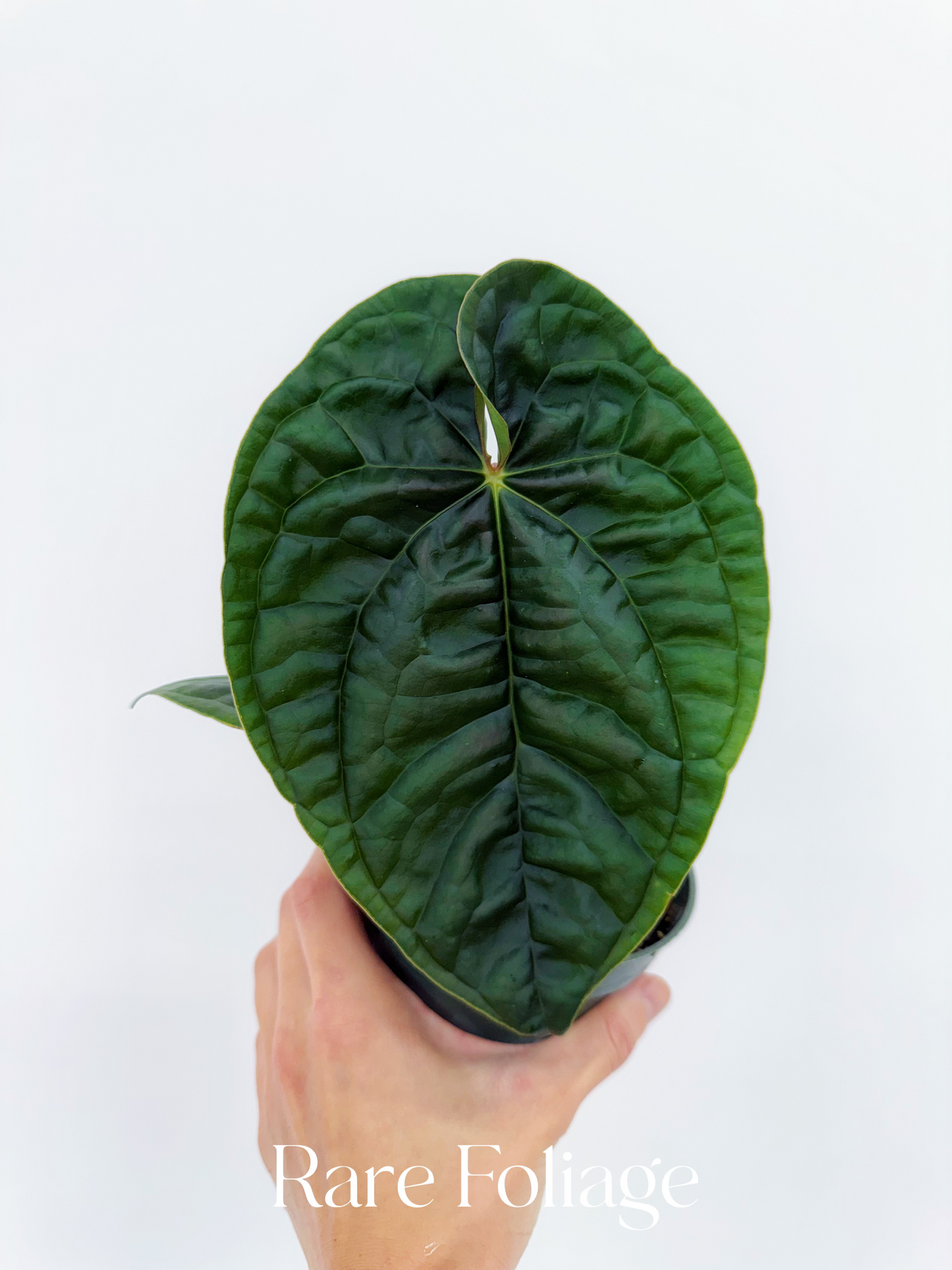 Anthurium Luxurians x Besseae 4”