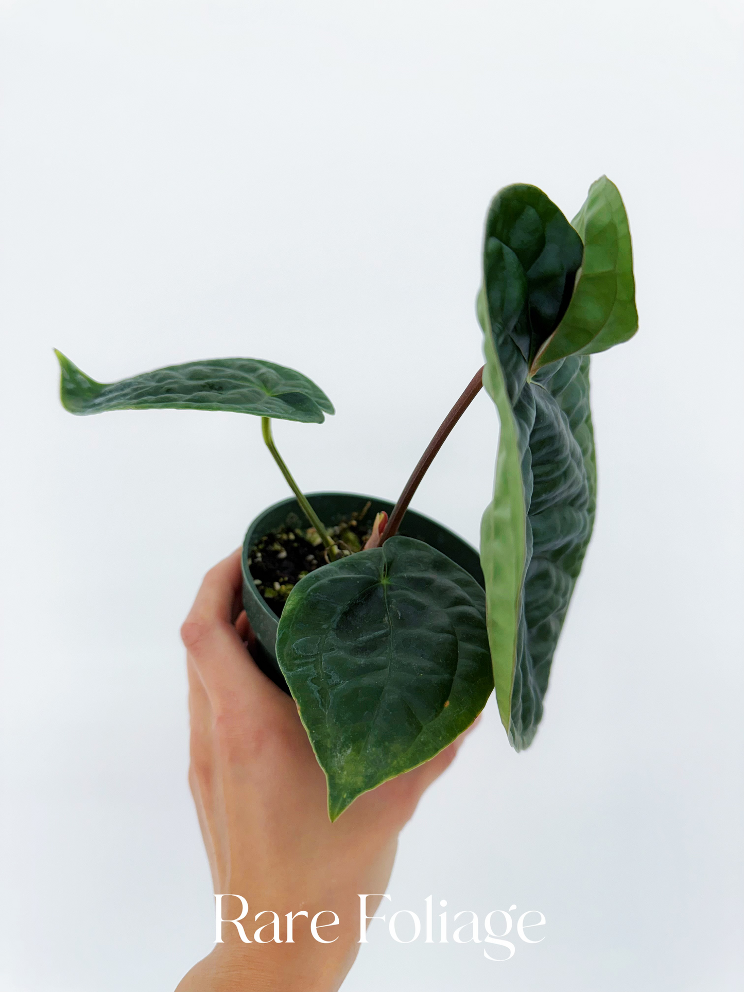 Anthurium Luxurians x Besseae 4”