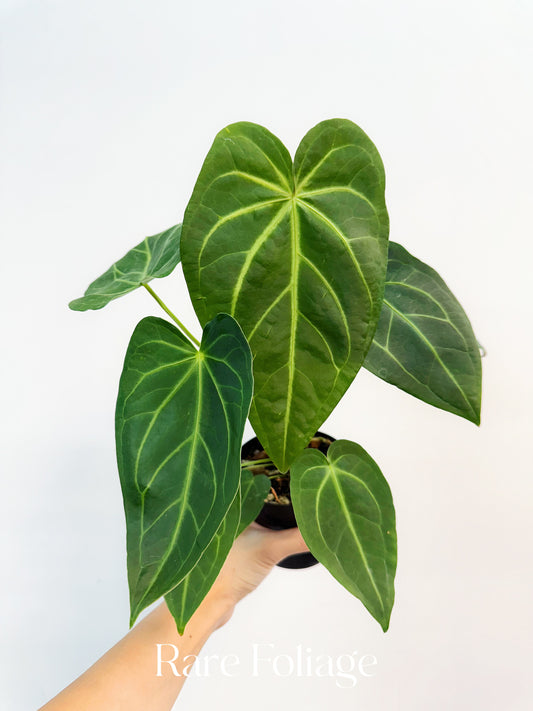 Anthurium Magnificum x Noid 4”