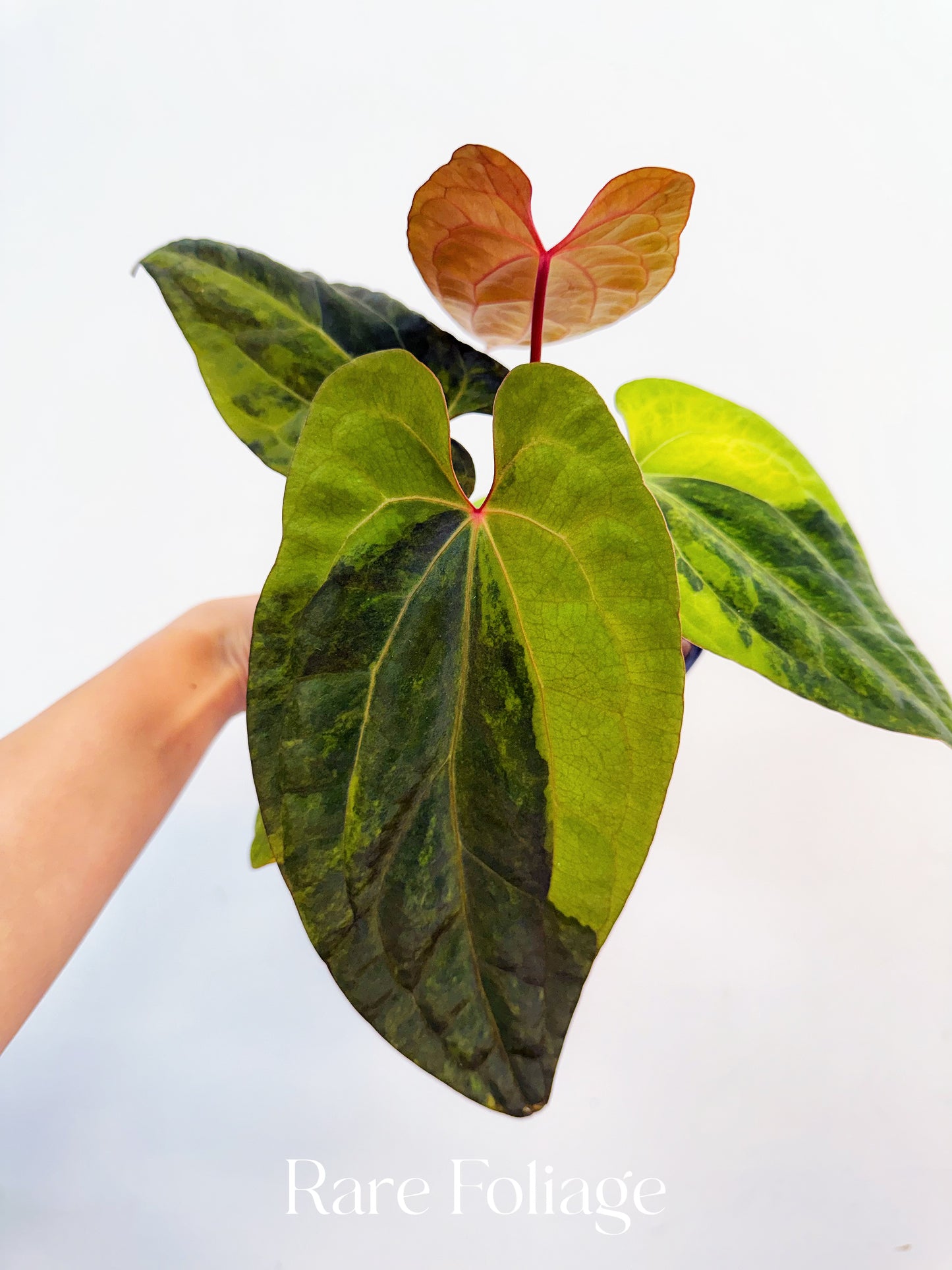 Anthurium Magnificum Variegated x RVDP 4” Exact Plant