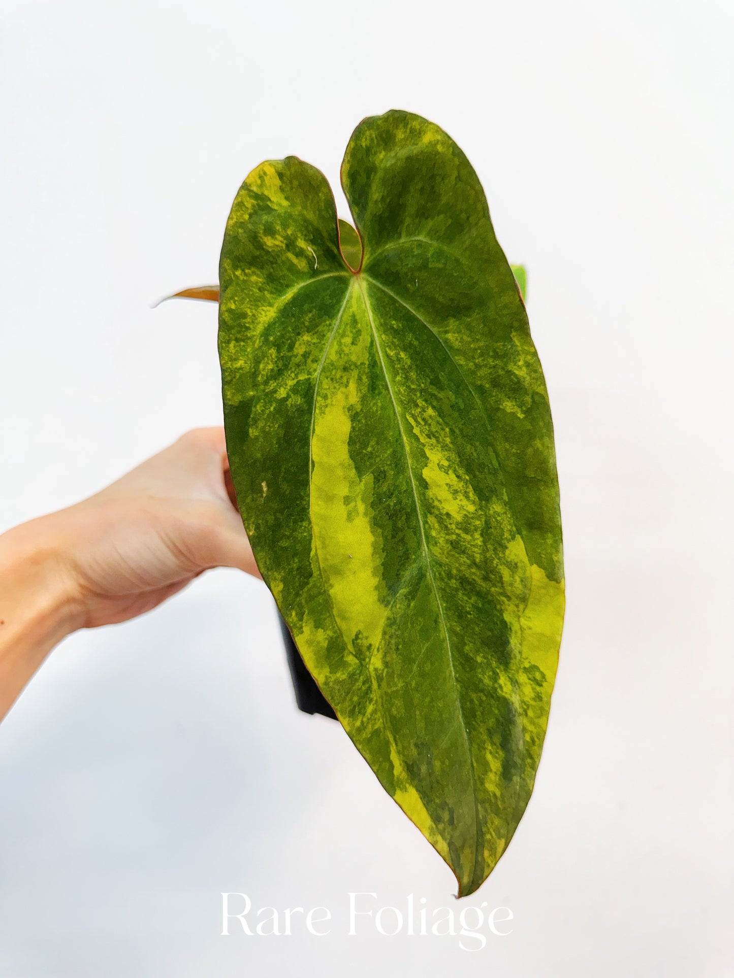 Anthurium Magnificum Variegated x RVDP 4” Exact Plant