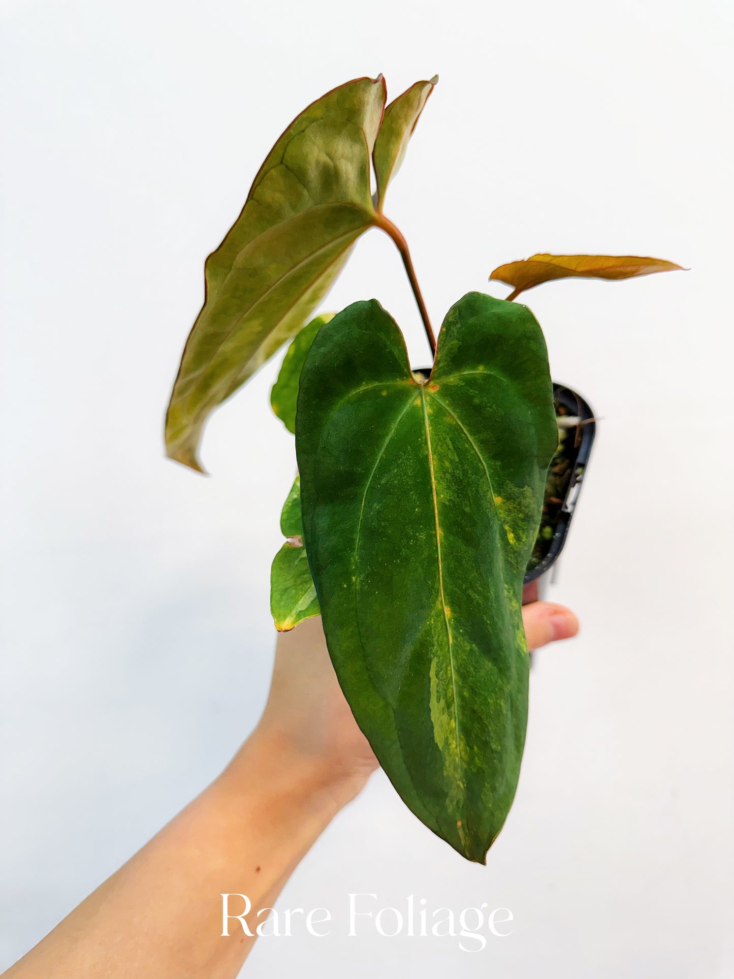 Anthurium Magnificum Variegated x RVDP 4” Exact Plant