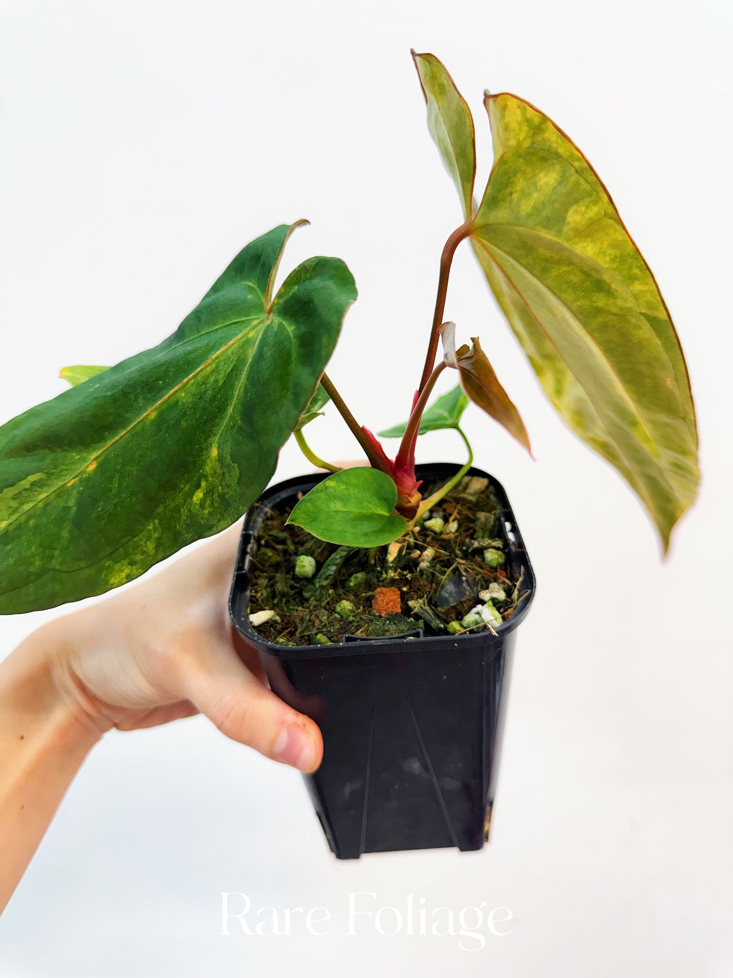 Anthurium Magnificum Variegated x RVDP 4” Exact Plant