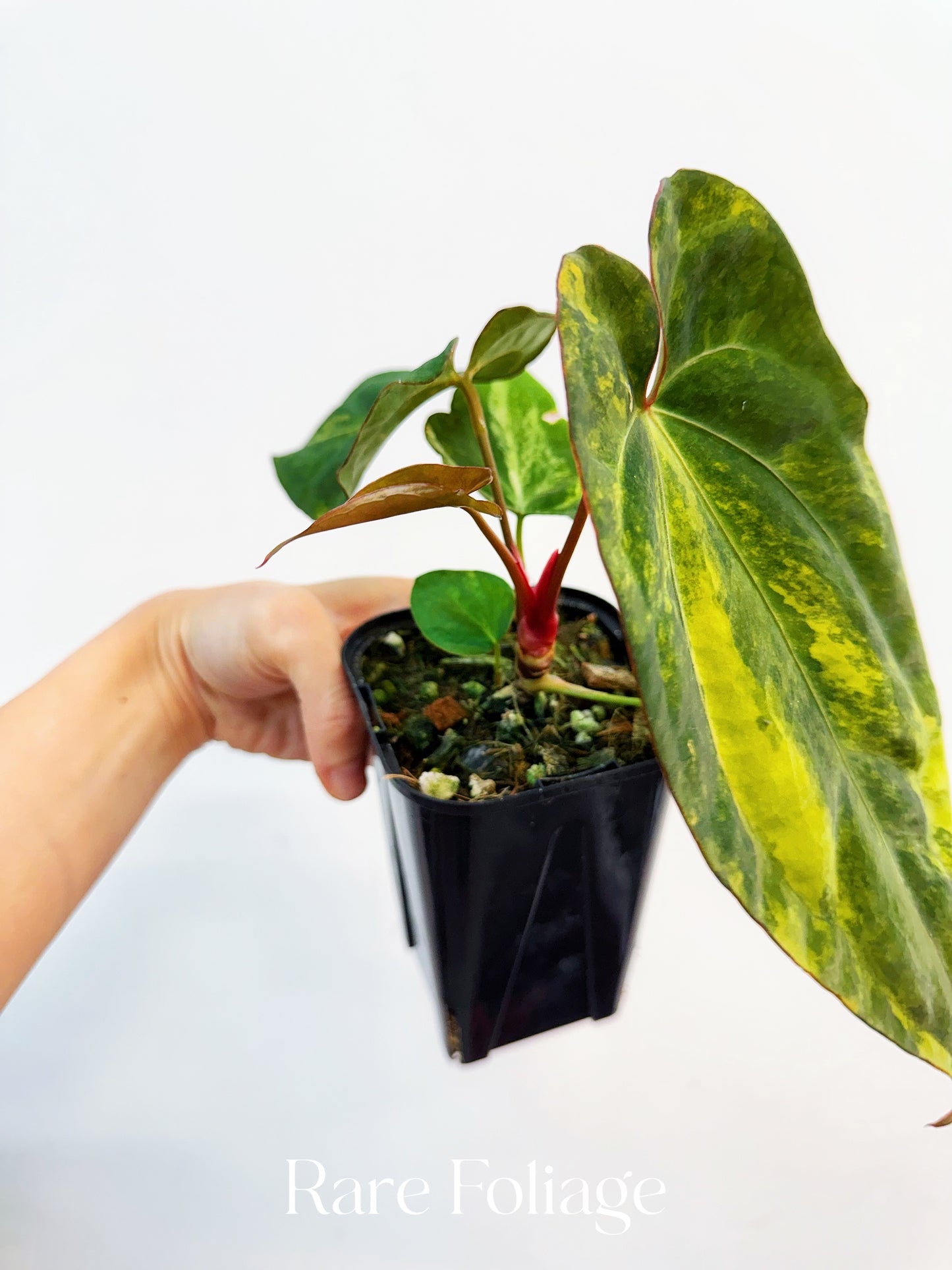 Anthurium Magnificum Variegated x RVDP 4” Exact Plant