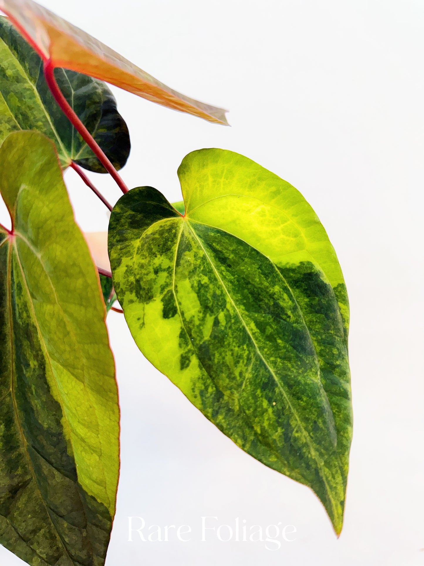 Anthurium Magnificum Variegated x RVDP 4” Exact Plant