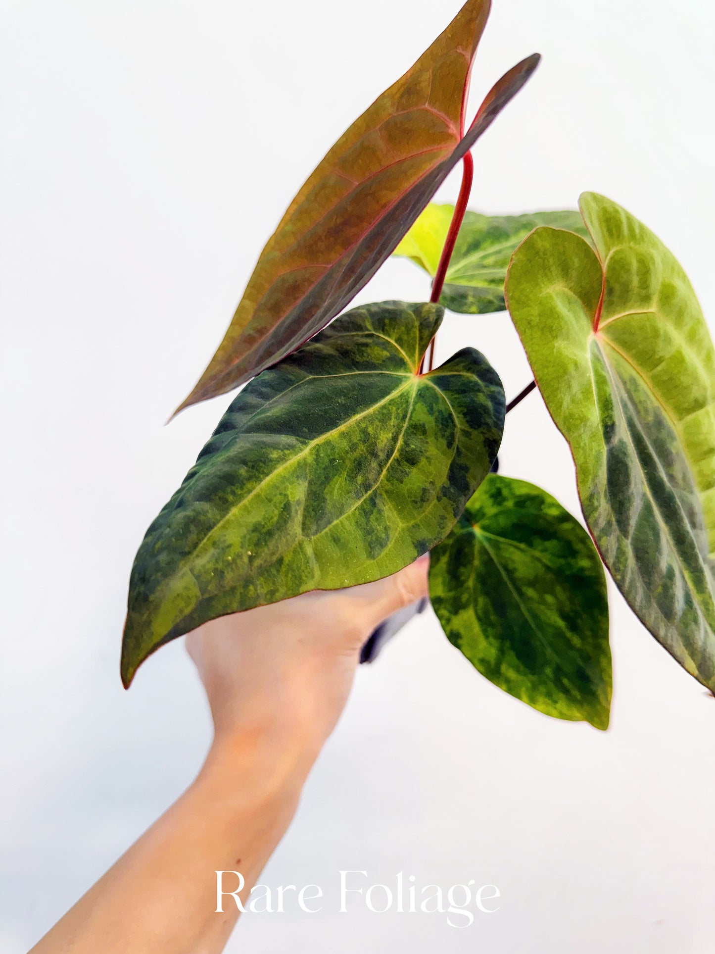 Anthurium Magnificum Variegated x RVDP 4” Exact Plant