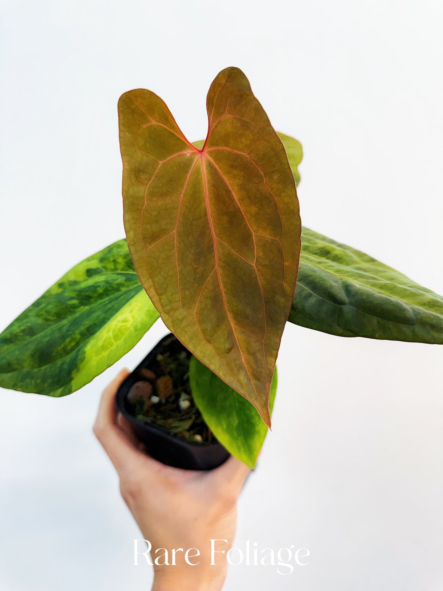 Anthurium Magnificum Variegated x RVDP 4” Exact Plant