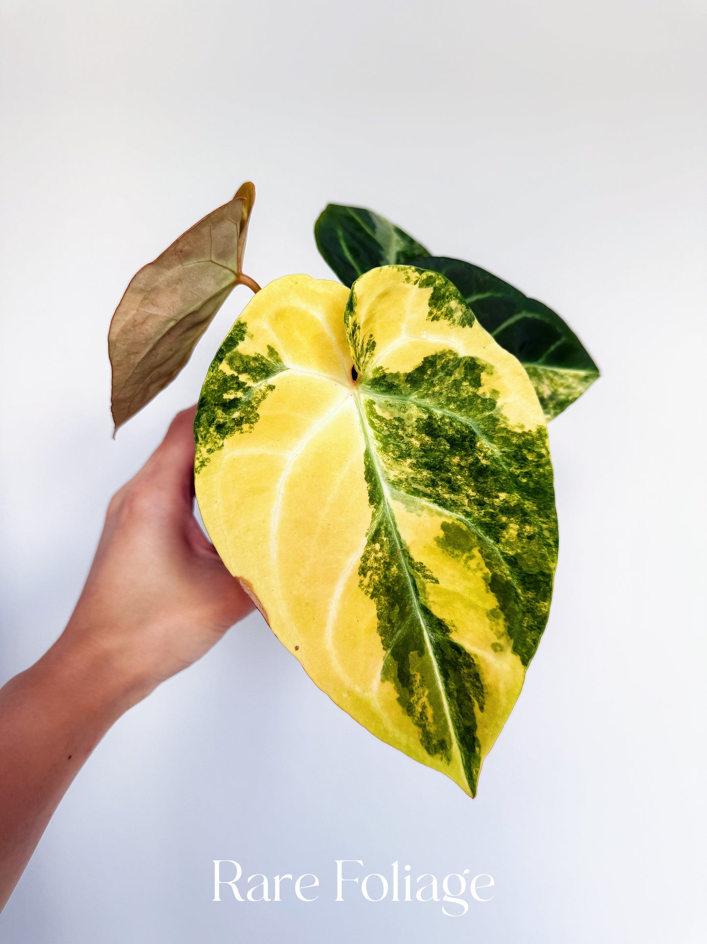 Anthurium Magnificum Variegated x Red Crystallinum 4” Exact Plant