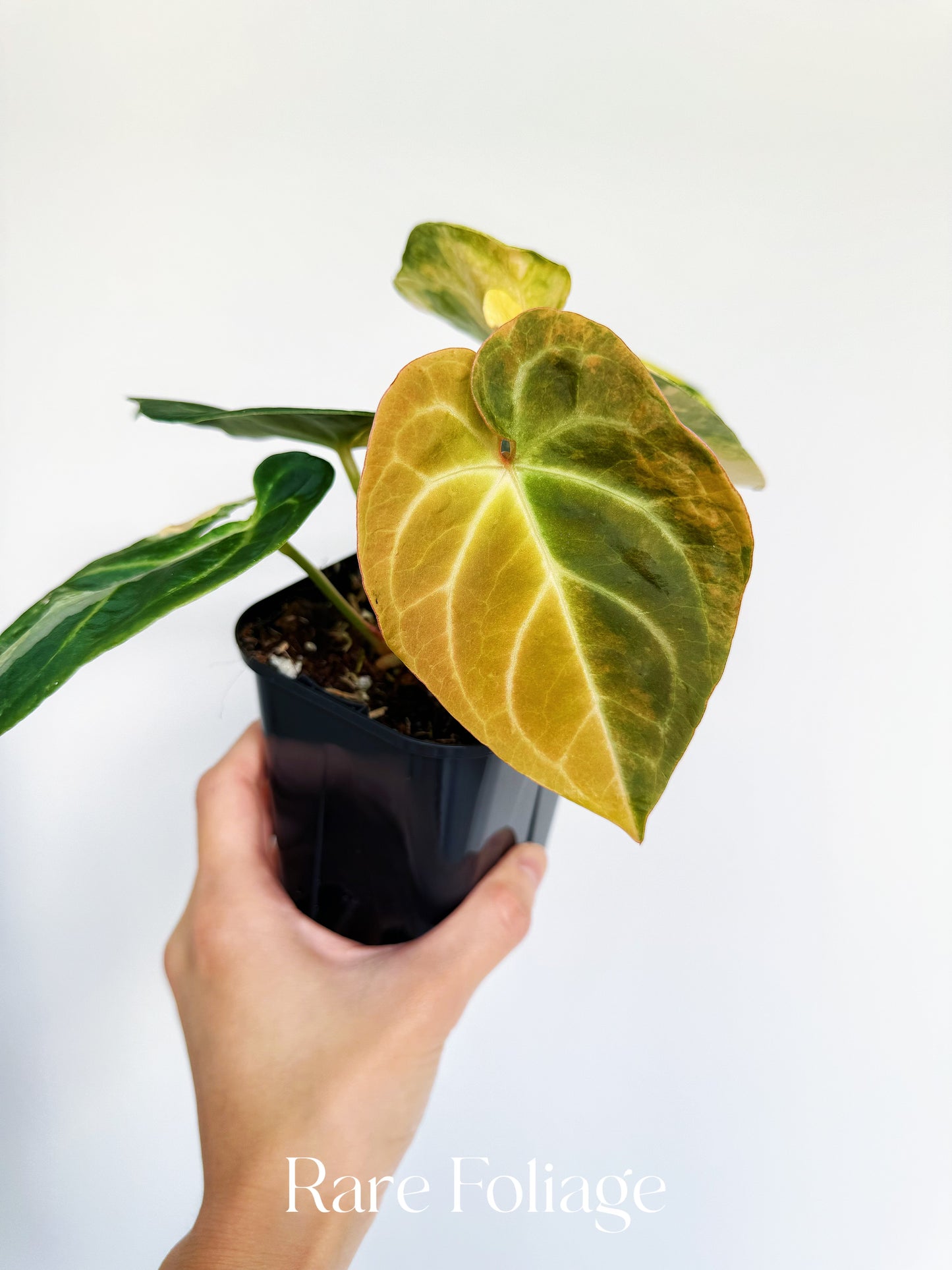 Anthurium Magnificum Variegated x Red Crystallinum 4” Exact Plant