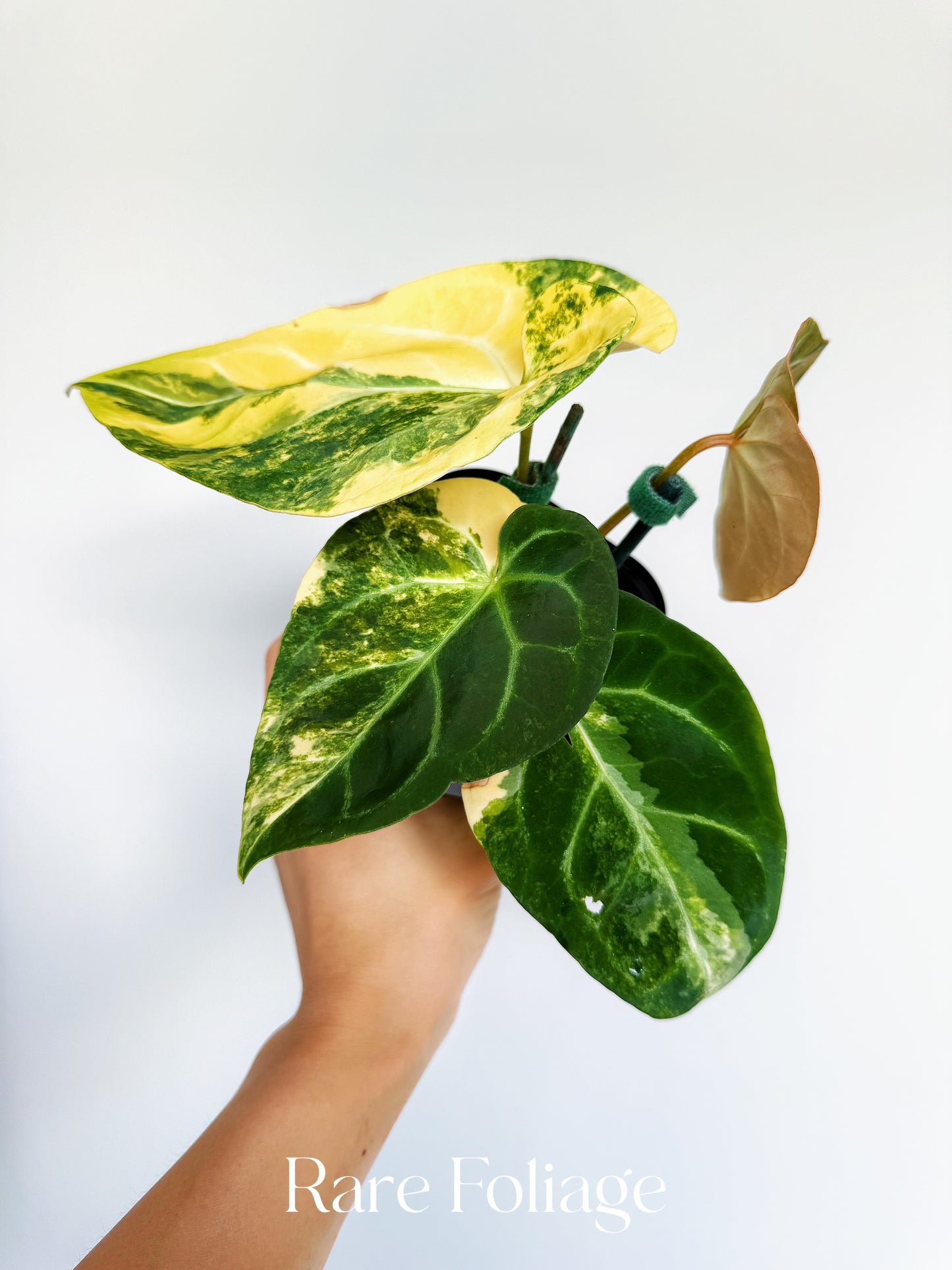 Anthurium Magnificum Variegated x Red Crystallinum 4” Exact Plant