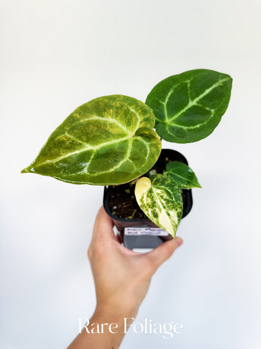 Anthurium Magnificum Variegated x Red Crystallinum 4” Exact Plant