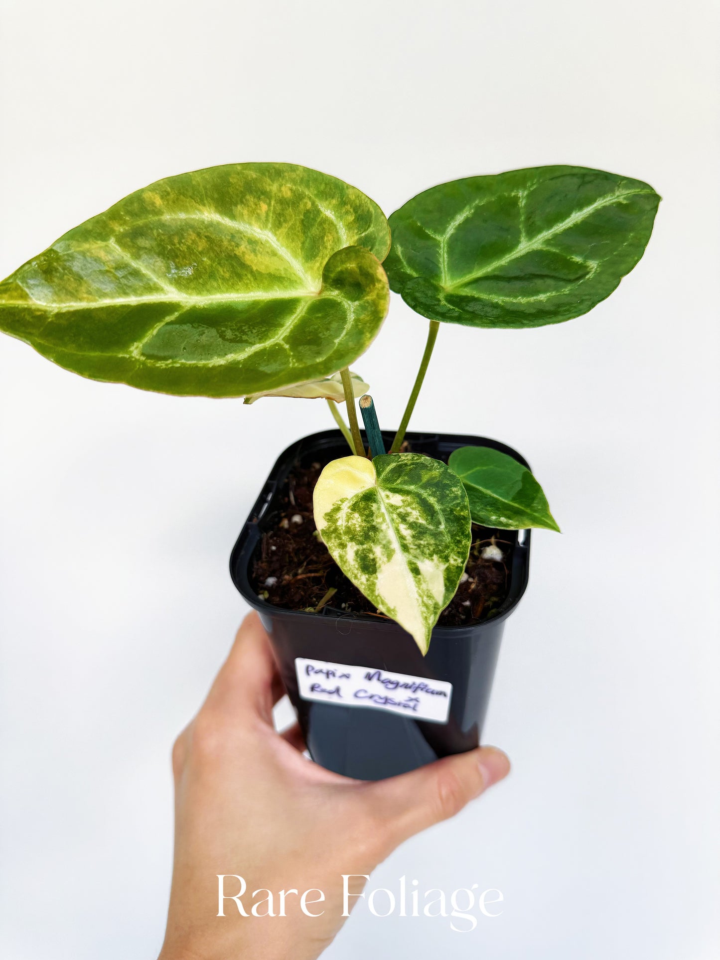 Anthurium Magnificum Variegated x Red Crystallinum 4” Exact Plant