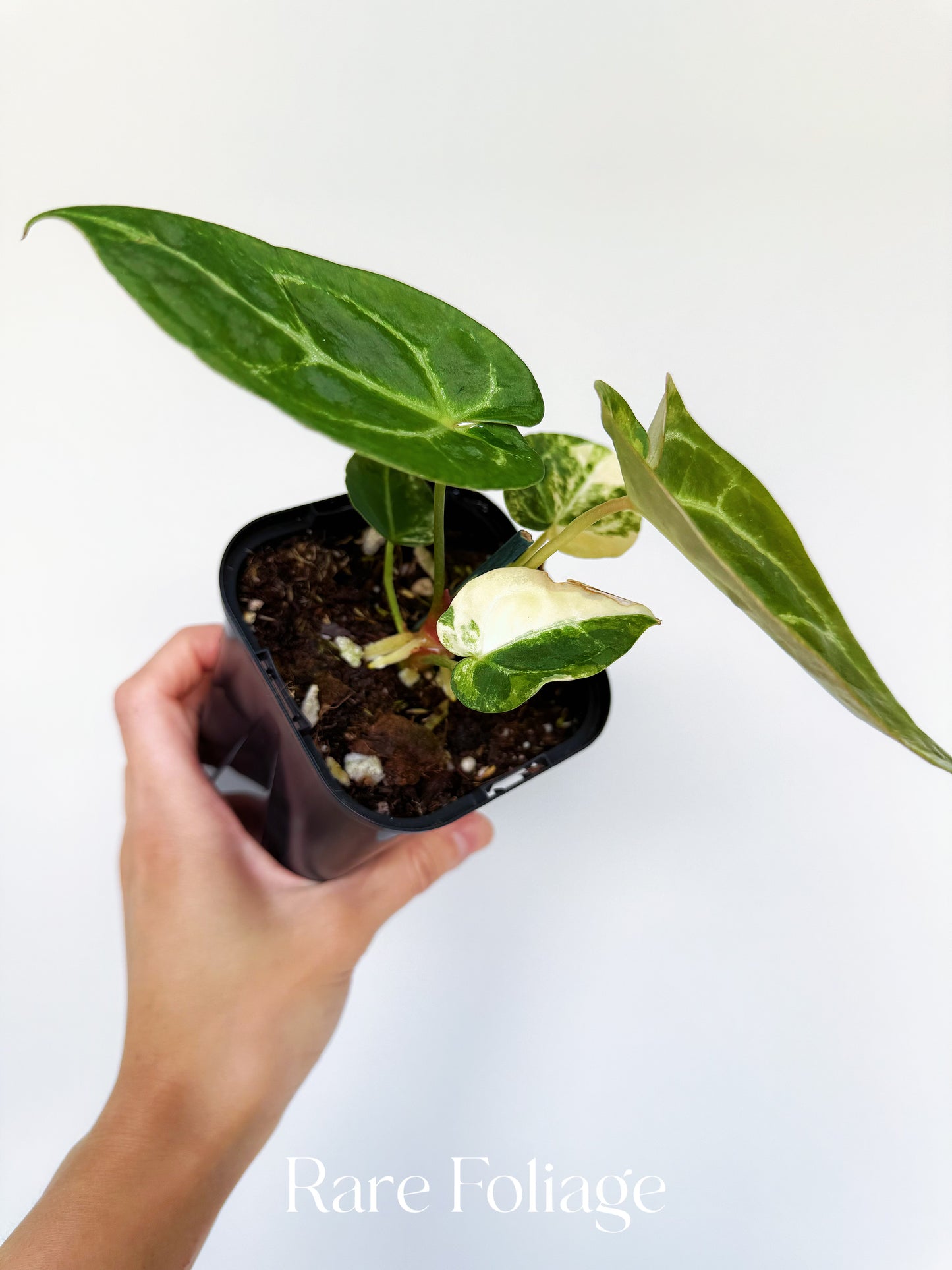 Anthurium Magnificum Variegated x Red Crystallinum 4” Exact Plant