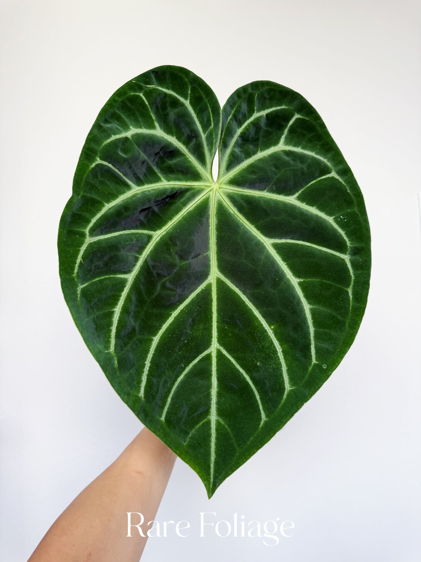 Anthurium Magnificum x (Hoffmanii x Dark Phoenix) 6”