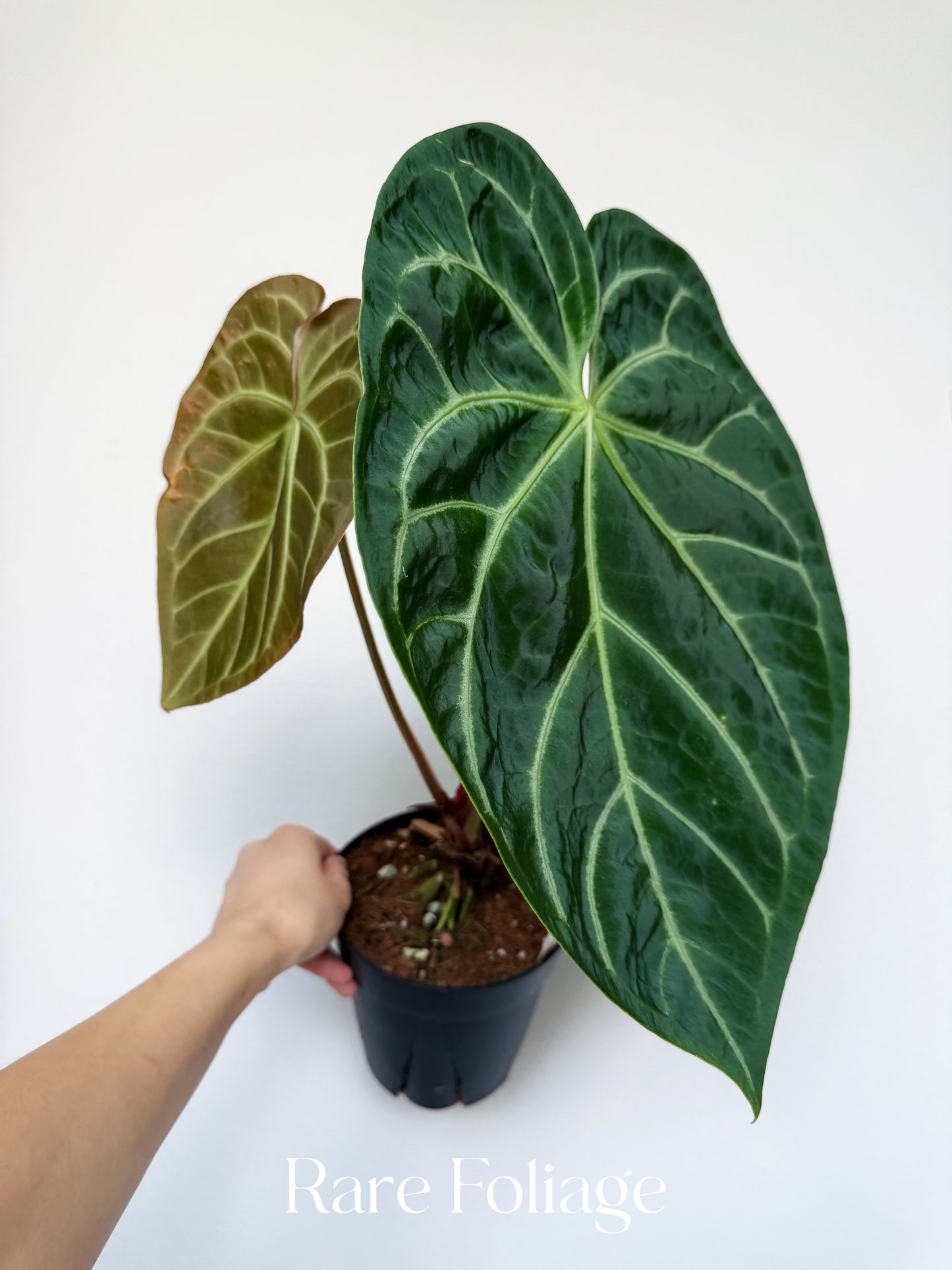 Anthurium Magnificum x (Hoffmanii x Dark Phoenix) 6”