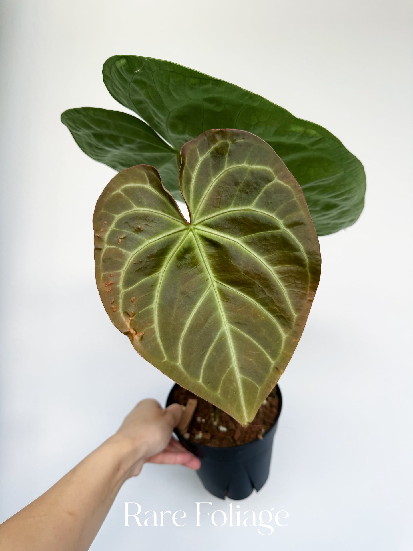 Anthurium Magnificum x (Hoffmanii x Dark Phoenix) 6”