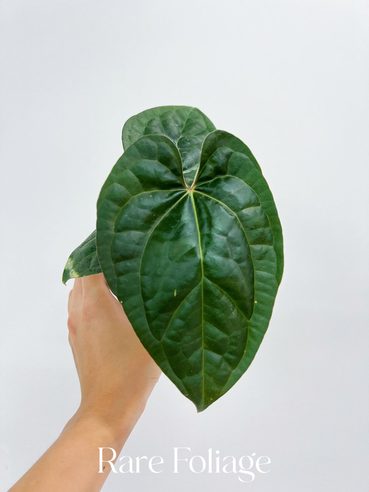 Anthurium Maroon Papillilaminum x Luxurians 3” Exact Plant