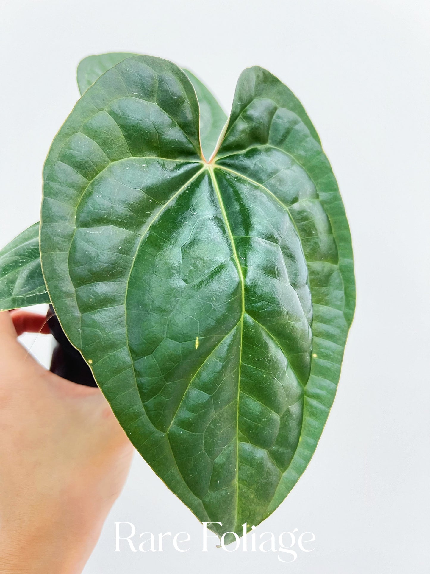 Anthurium Maroon Papillilaminum x Luxurians 3” Exact Plant