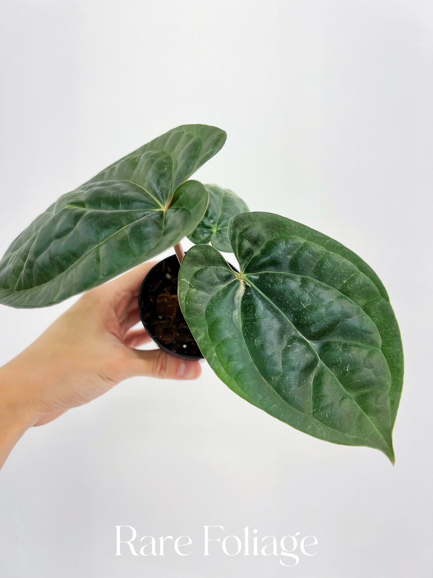 Anthurium Maroon Papillilaminum x Luxurians 3” Exact Plant