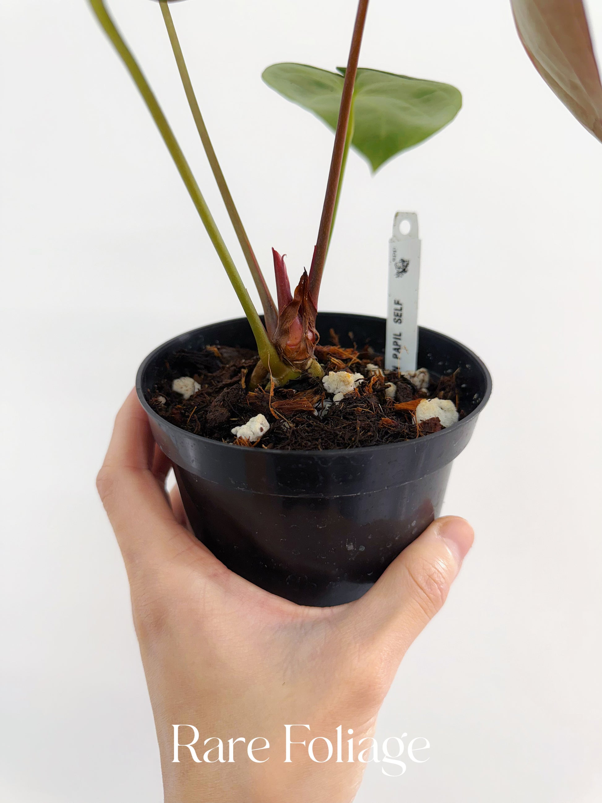 anthurium maroon Anthurium Maroon Papil x Self 4” Exact Plant – Rare Foliage Plant Co