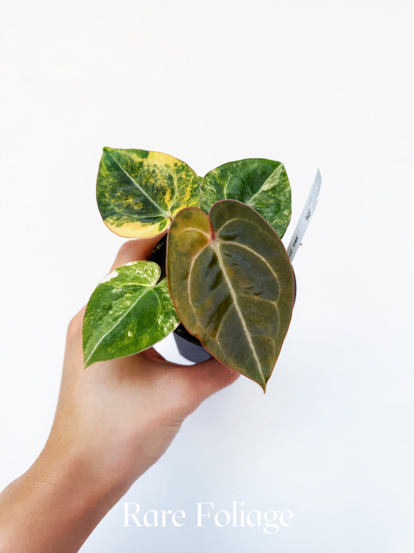 Anthurium Megatron x Michelle Variegated 3" Exact
