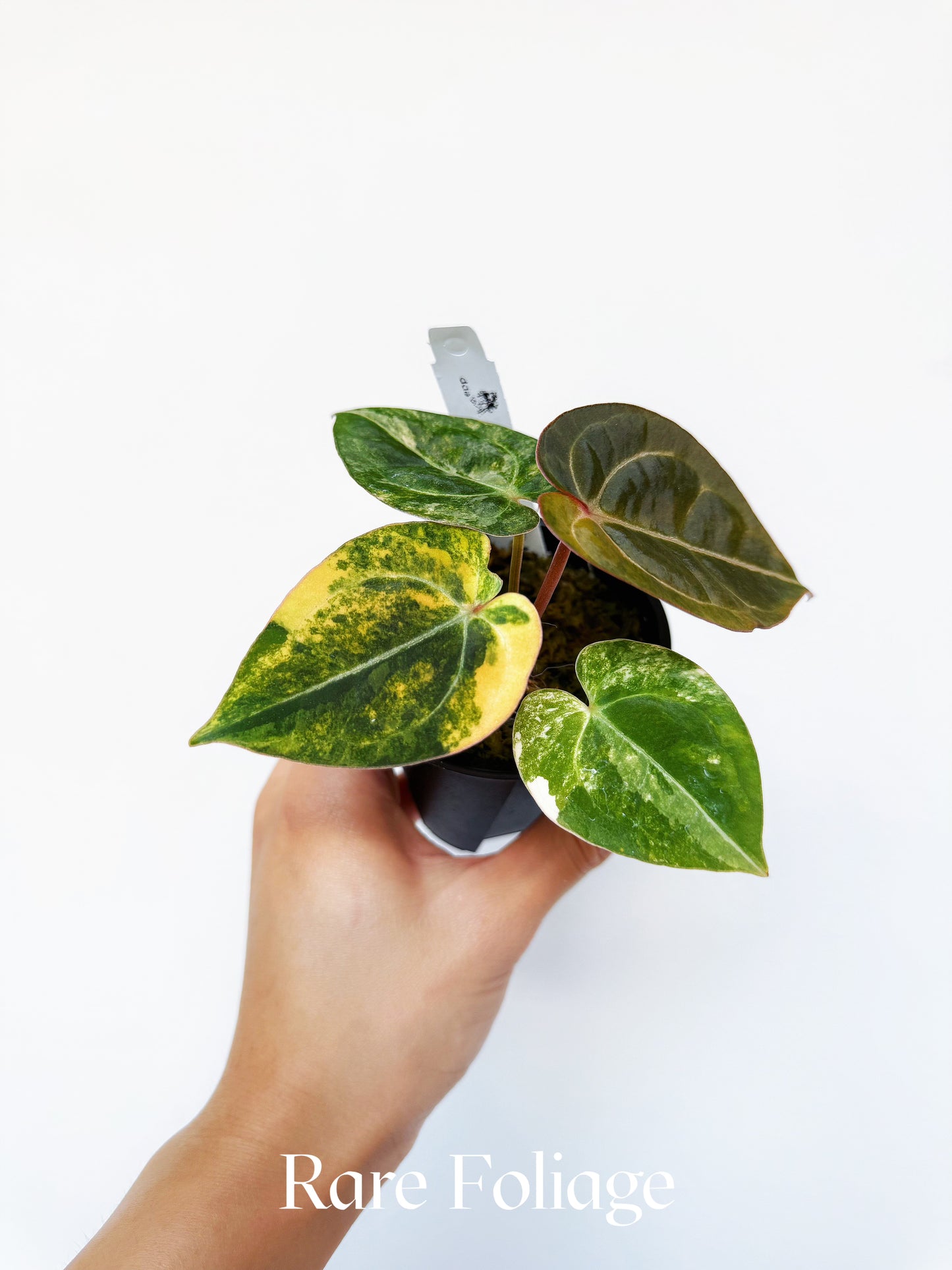 Anthurium Megatron x Michelle Variegated 3" Exact
