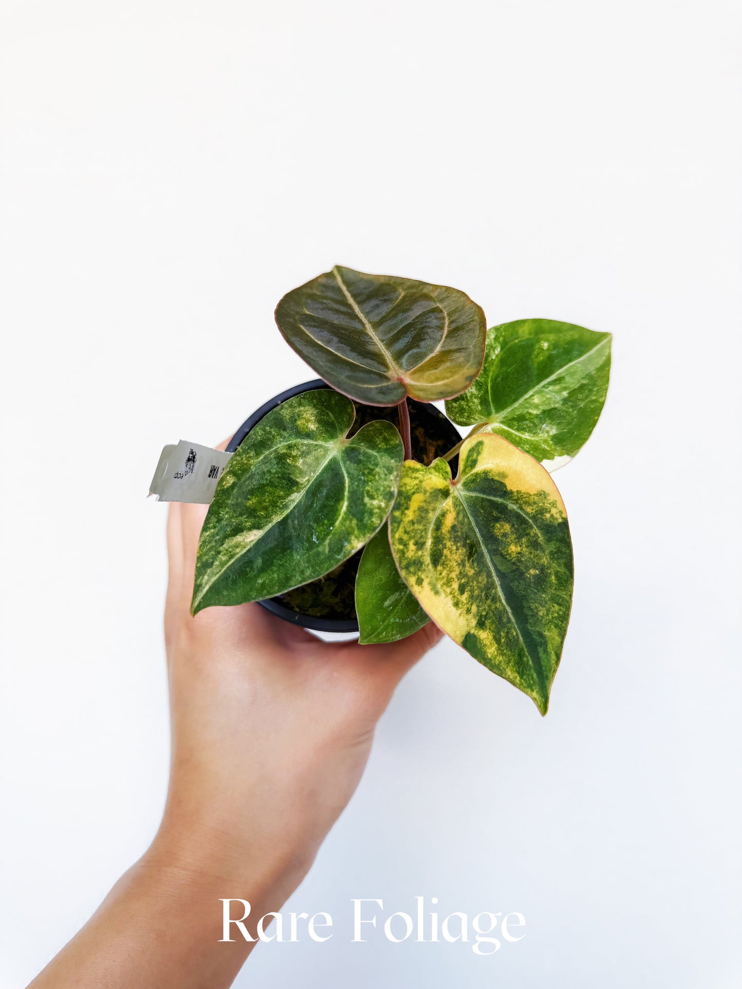 Anthurium Megatron x Michelle Variegated 3" Exact