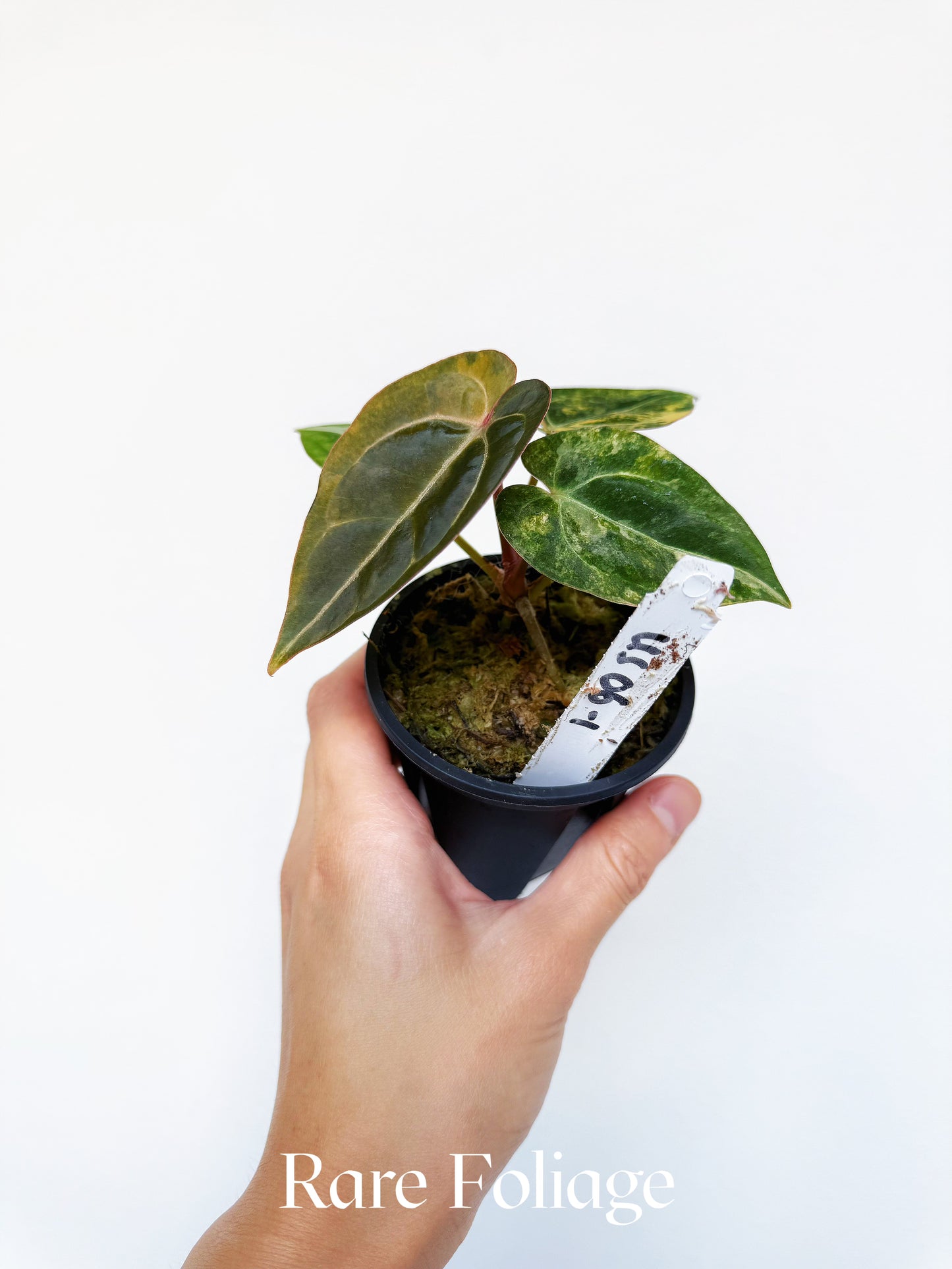 Anthurium Megatron x Michelle Variegated 3" Exact