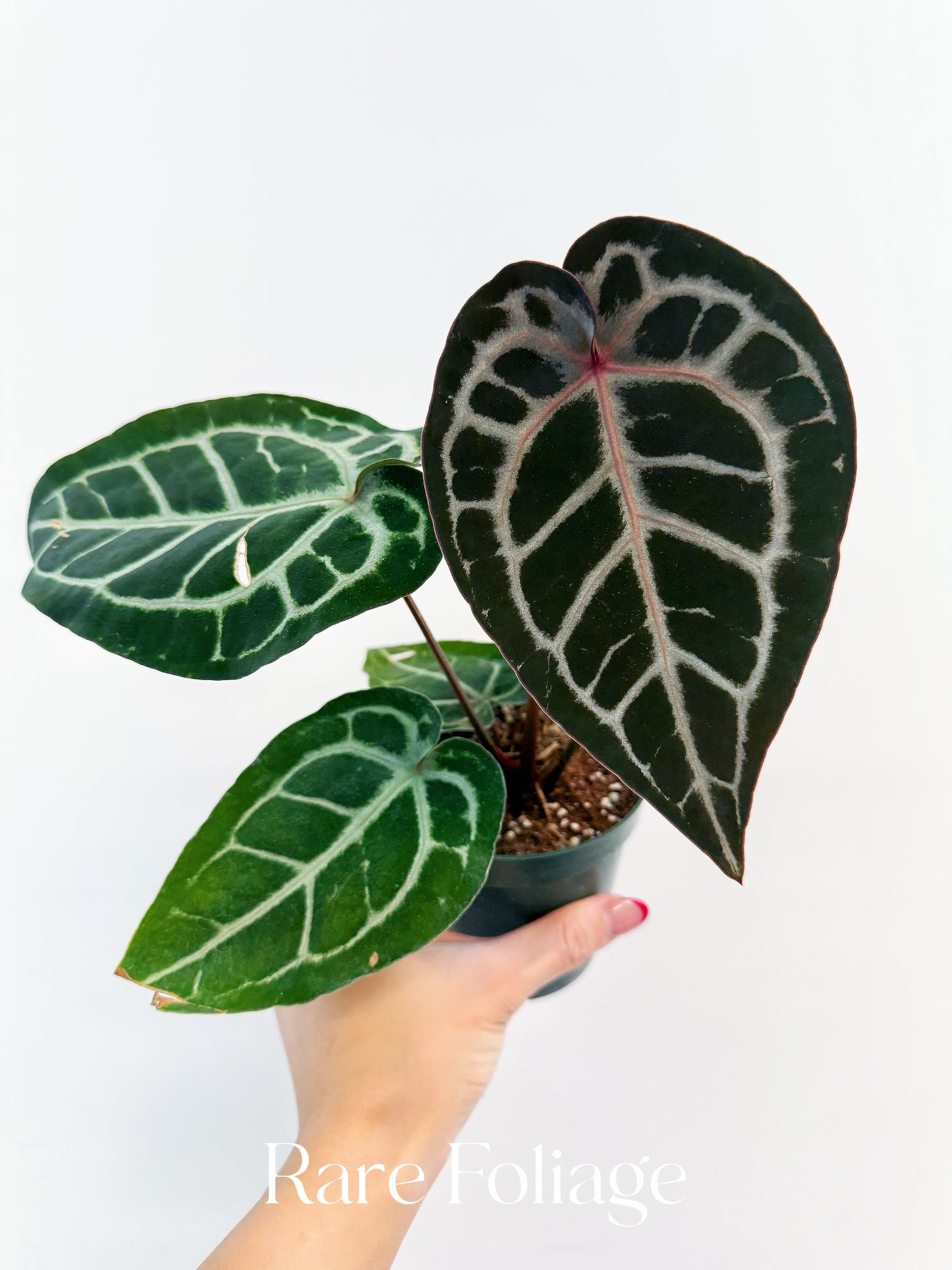 Anthurium Michelle x SKG Silver  4”