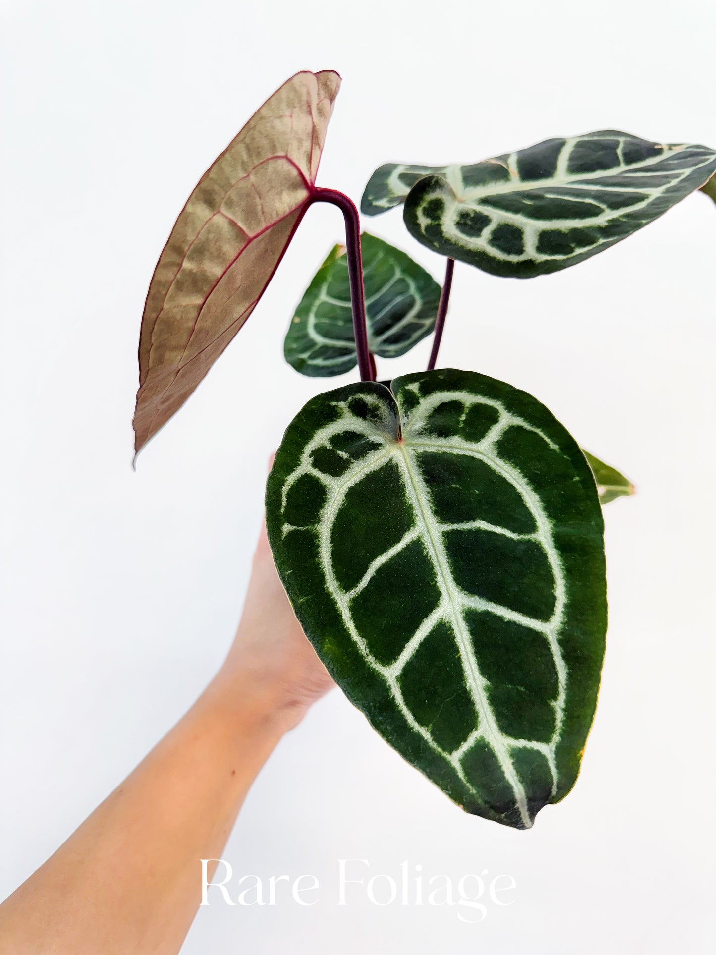 Anthurium Michelle x SKG Silver  4”