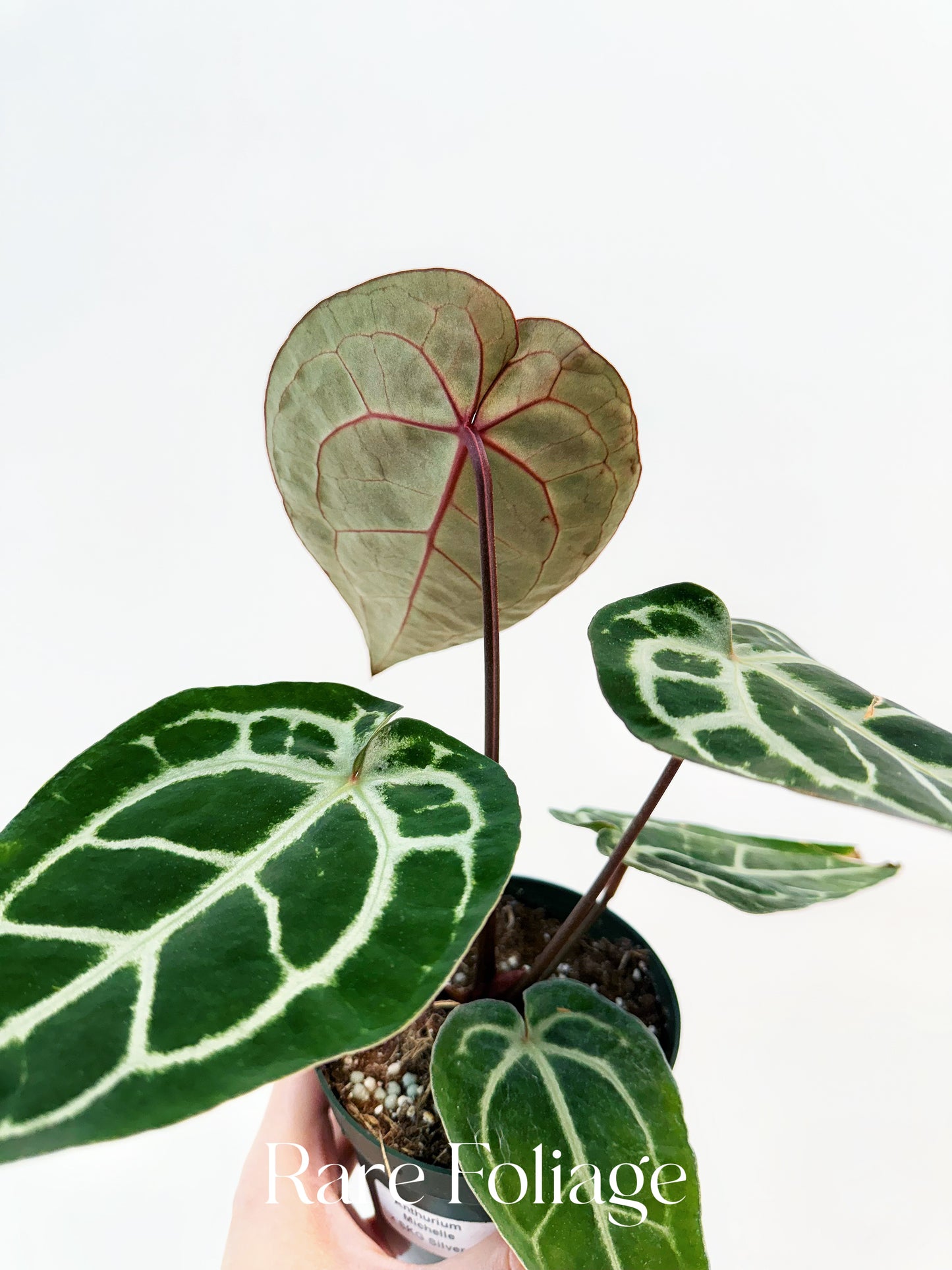 Anthurium Michelle x SKG Silver 4” – Rare Foliage Plant Co Anthurium Michelle x SKG Silver 4” – Rare Foliage Plant Co