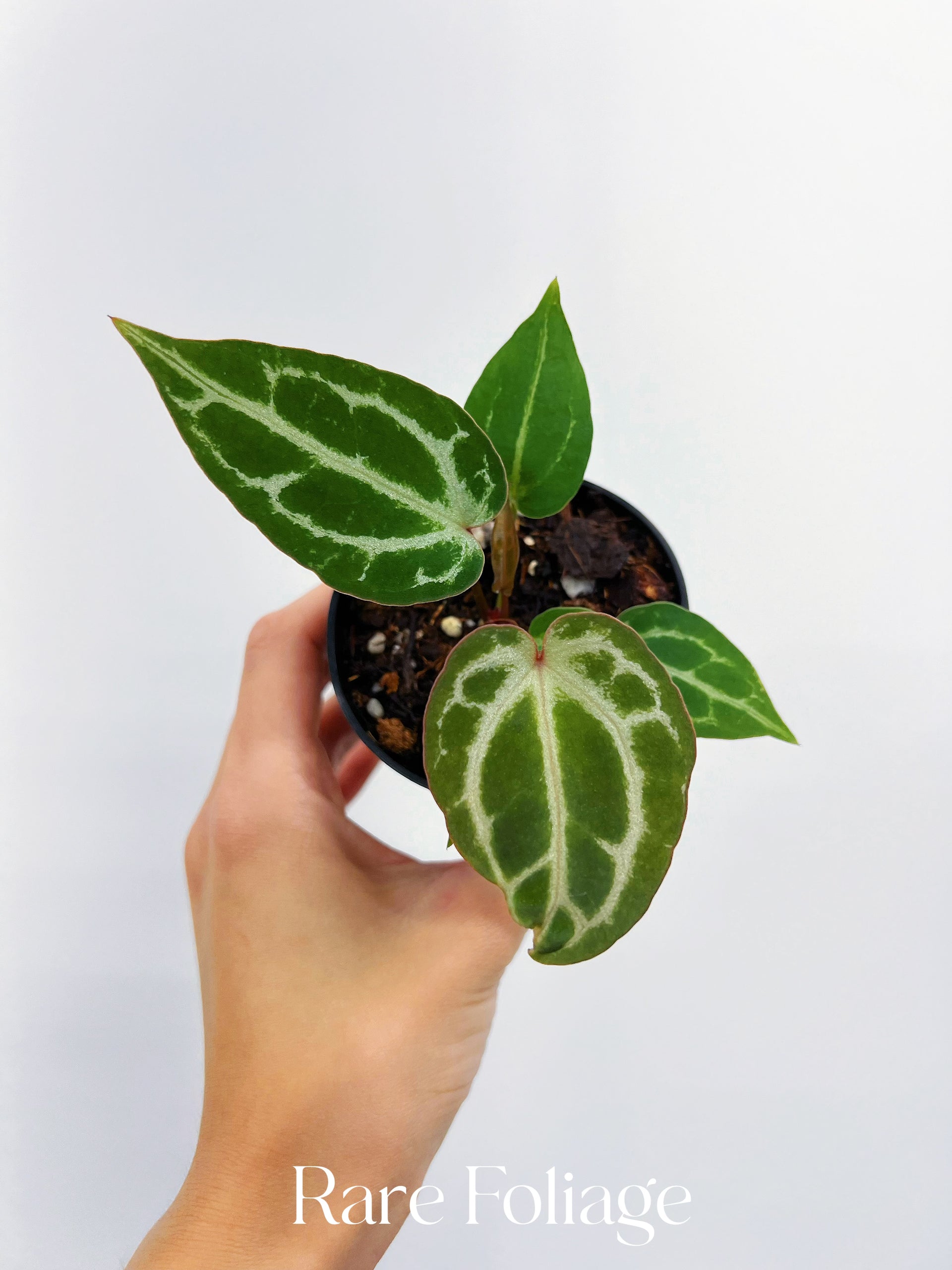 Anthurium Michelle Seedling 3” – Rare Foliage Plant Co